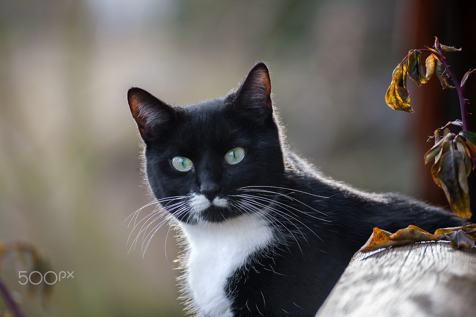 Tamron SP 35mm F1.8 Di VC USD sample photo. Hummel photography