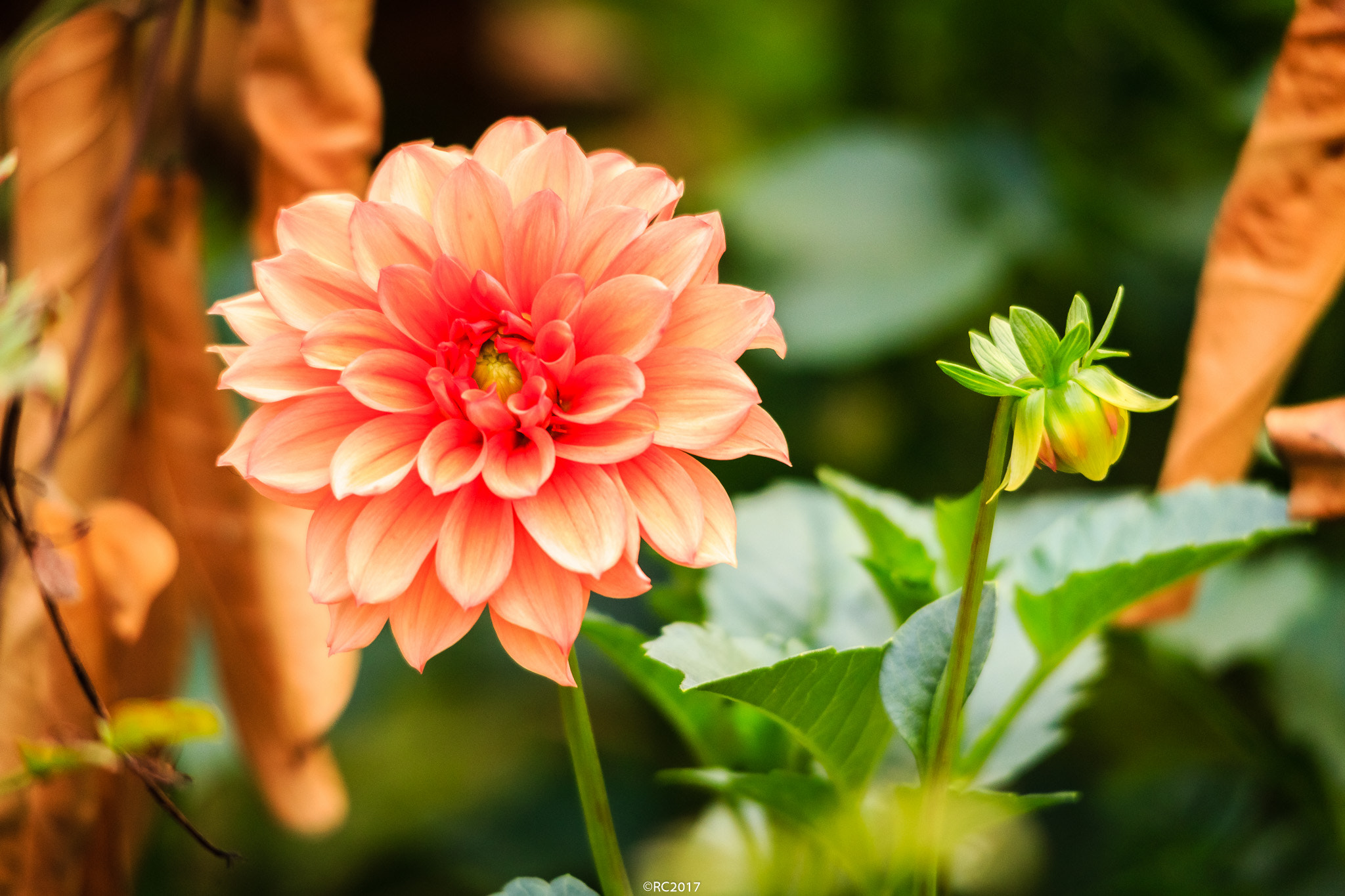 Sigma 150-500mm F5-6.3 DG OS HSM sample photo. Dahlia photography
