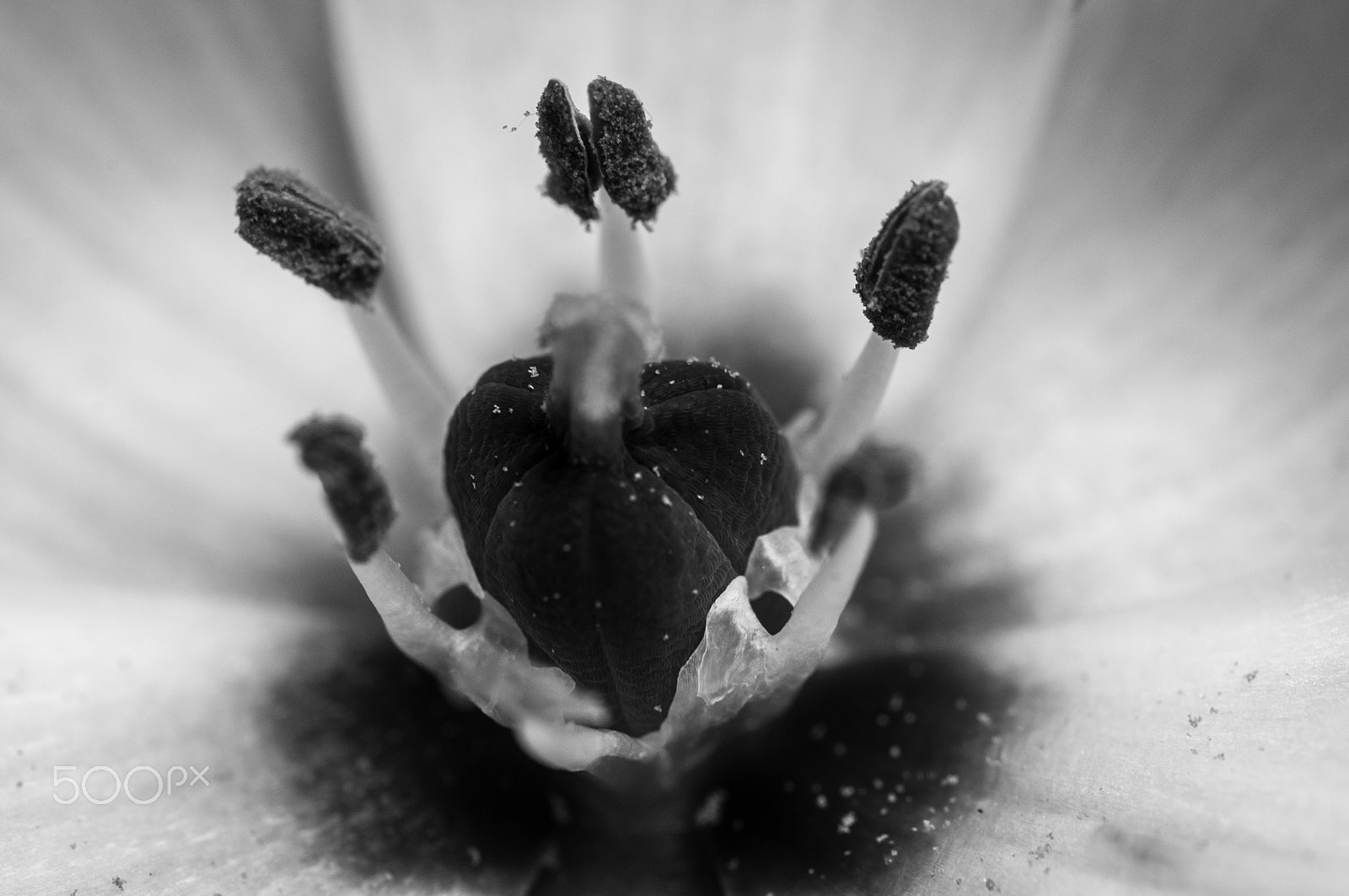 Nikon AF-S Micro-Nikkor 60mm F2.8G ED sample photo. Flower photography