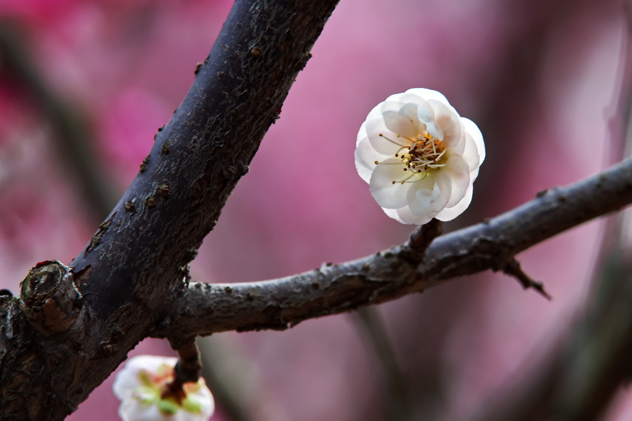 Pentax K-5 II sample photo. 梅 photography