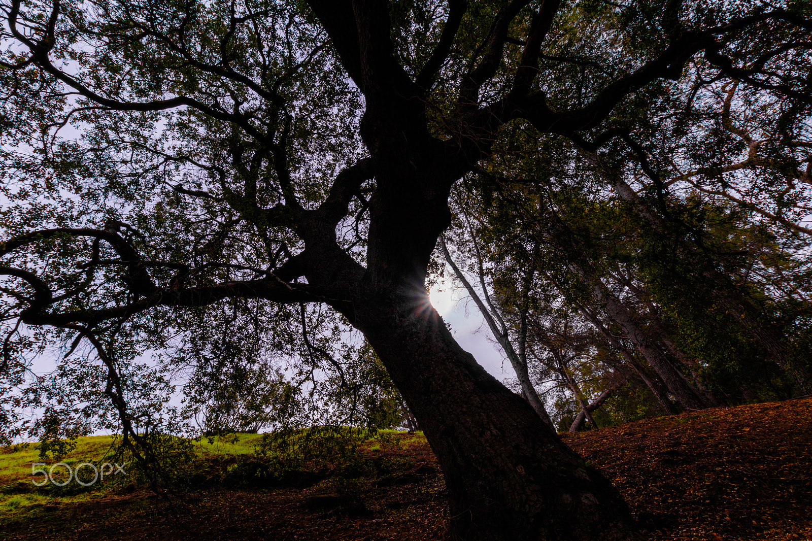 Sigma 10-20mm F3.5 EX DC HSM sample photo. Forest photography