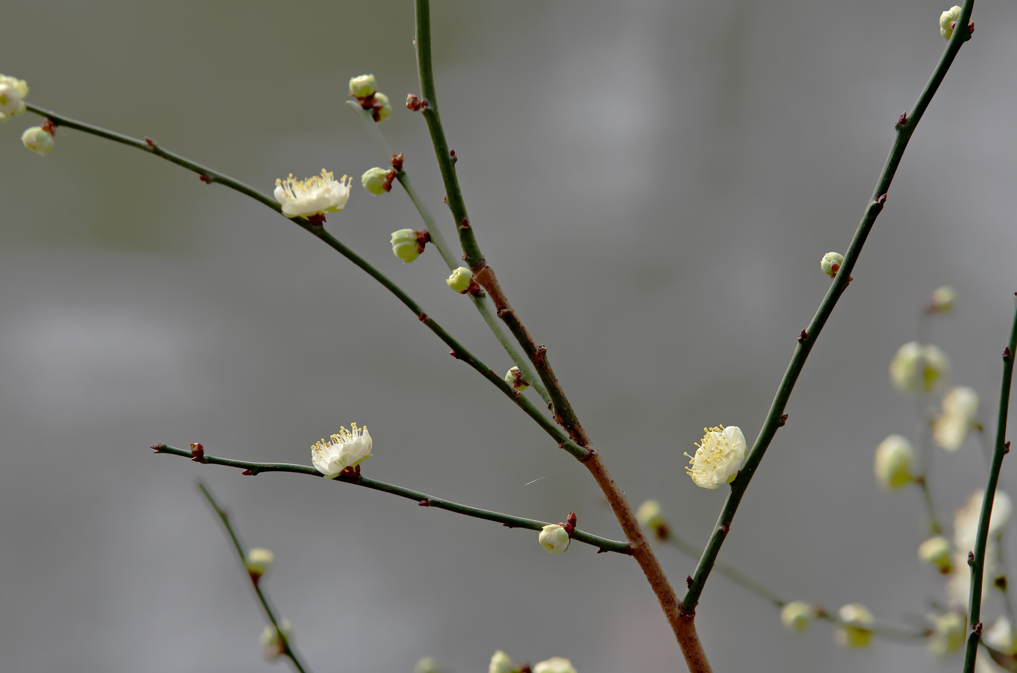 Pentax K-5 II sample photo. 绿梅 photography