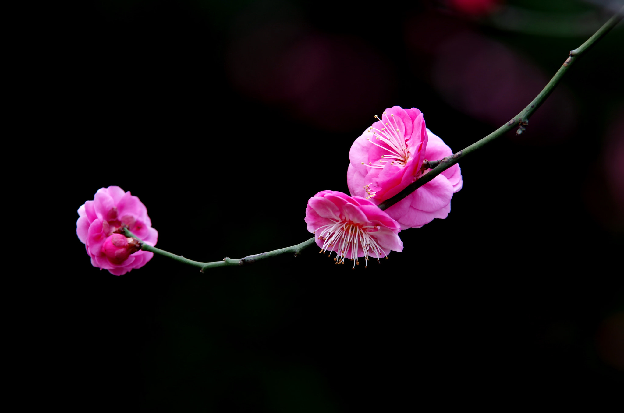 Pentax K-5 II sample photo. 梅 photography