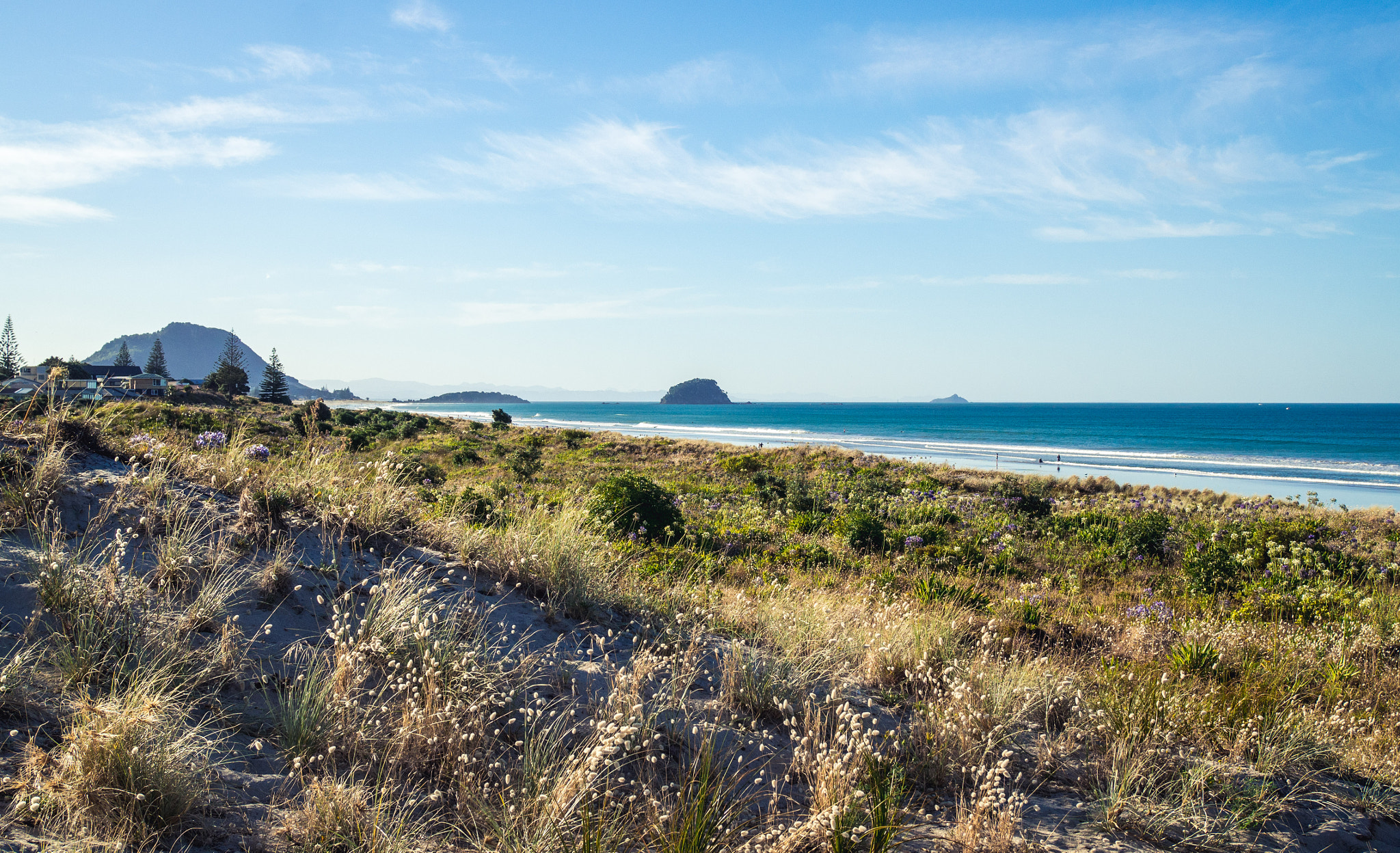 Olympus OM-D E-M10 II + Olympus M.Zuiko Digital 25mm F1.8 sample photo. Tauranga nz photography