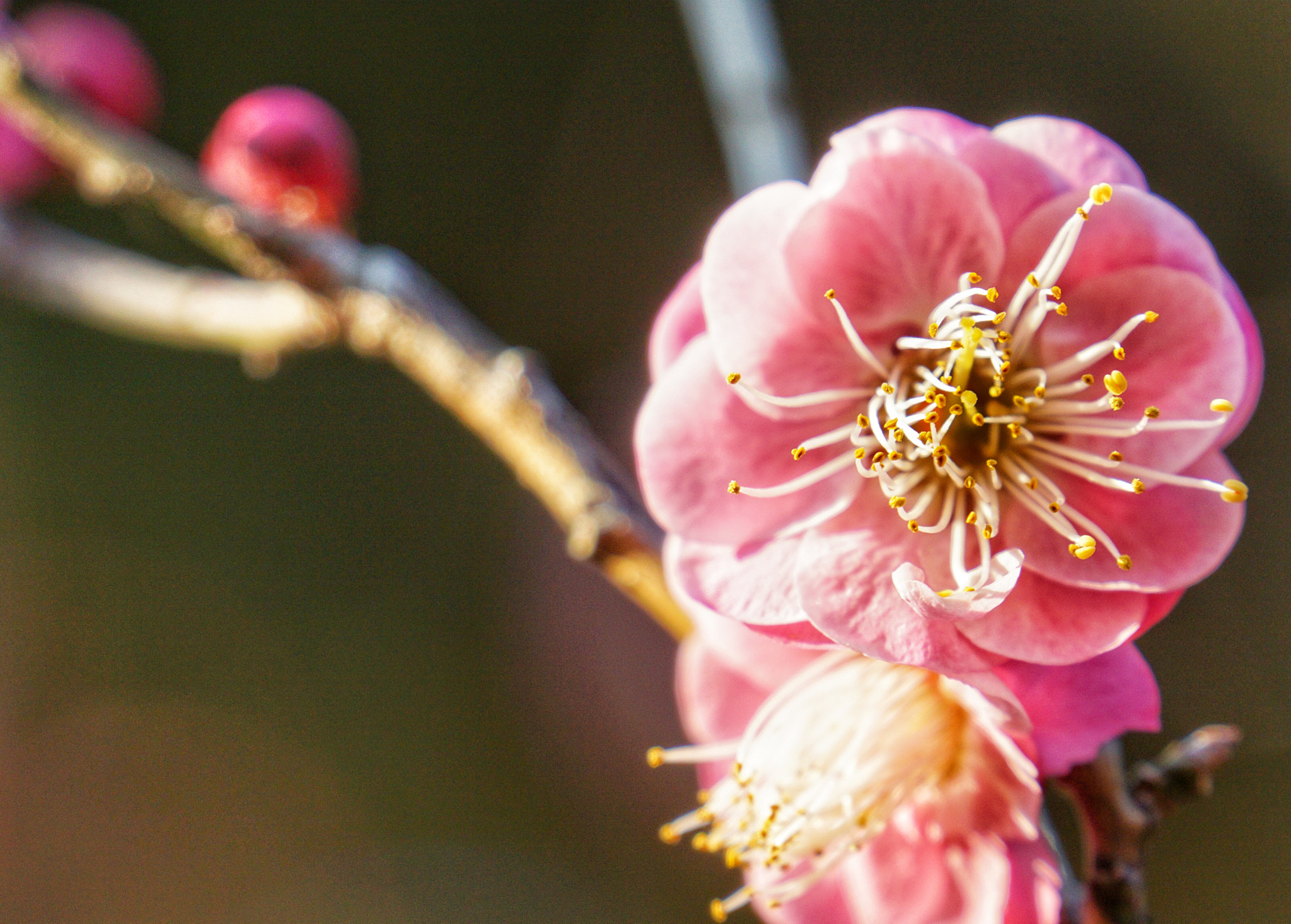 Sony E 18-200mm F3.5-6.3 OSS sample photo. First cherry blossoms waiting to be seen photography