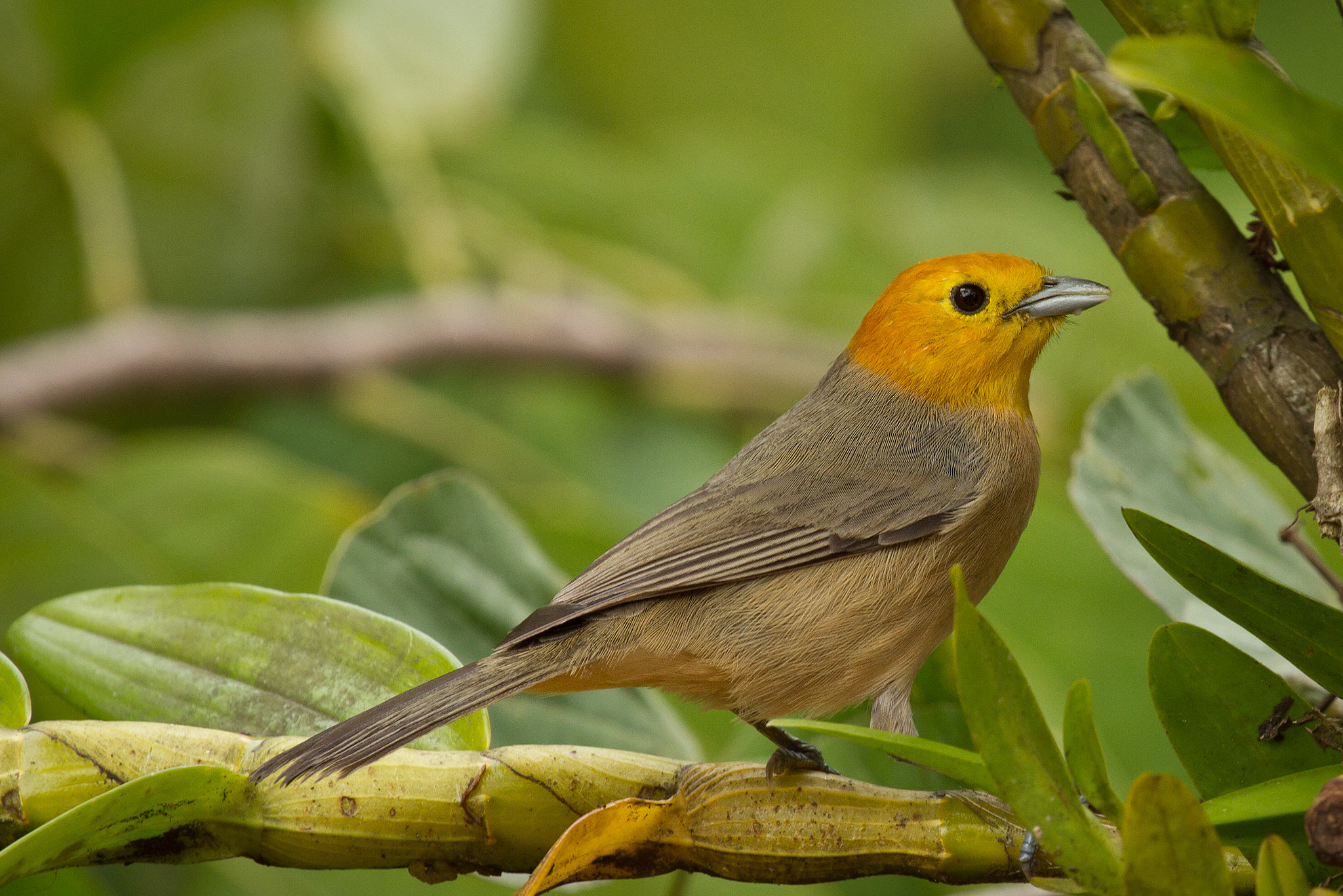Orangeheaded Tanager by André Luiz Silva Photo 1970002 / 500px