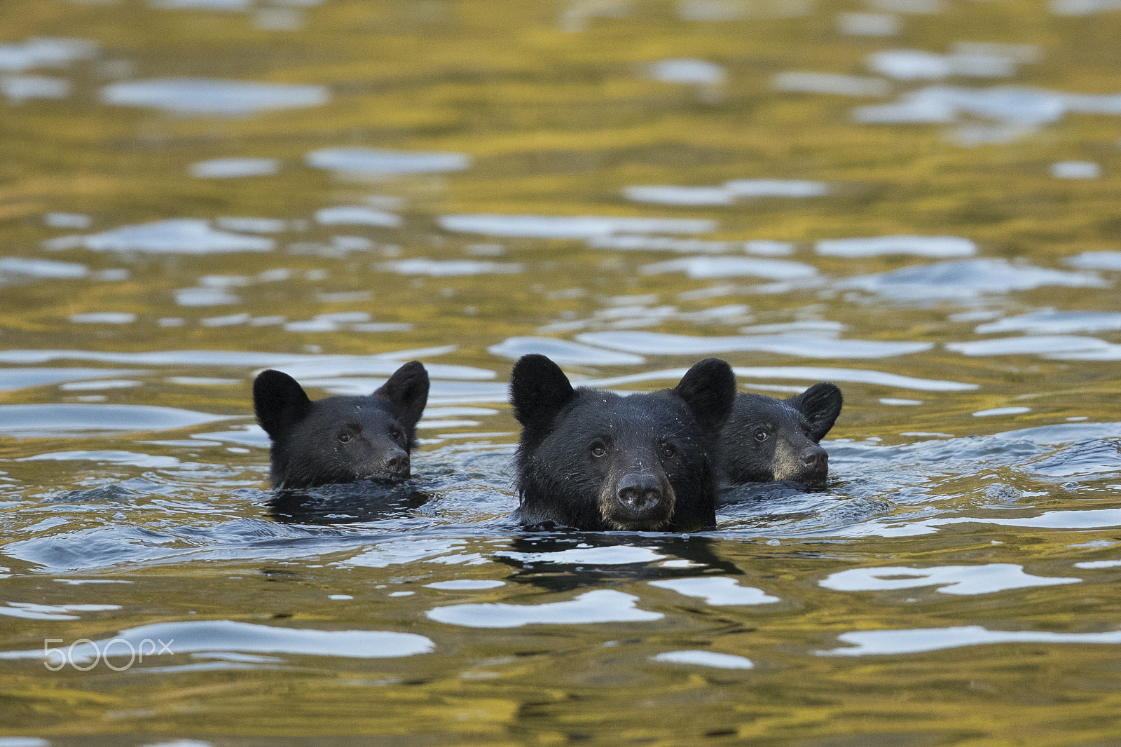 Canon EF 600mm F4L IS II USM sample photo. Bear swimming photography