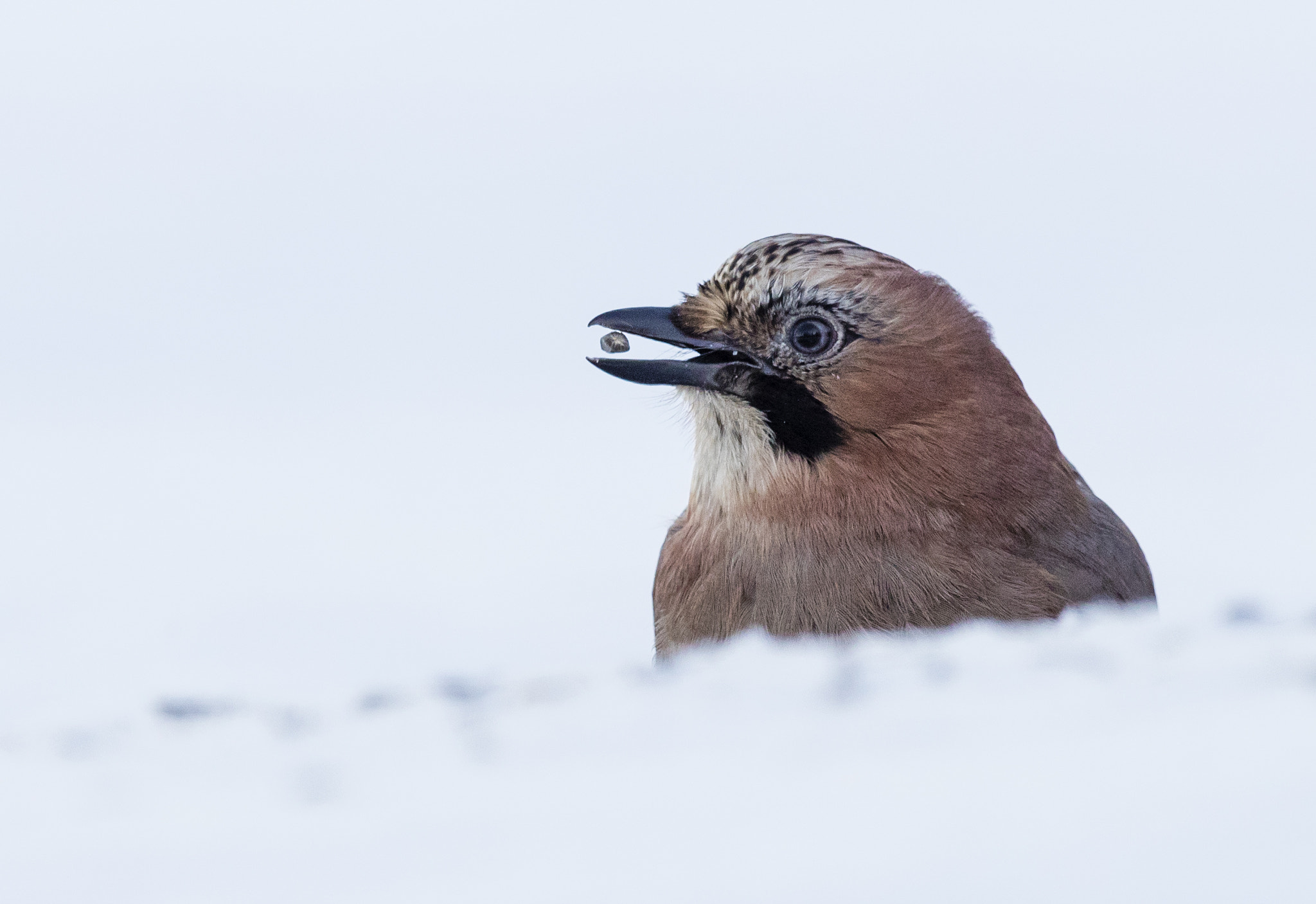 Canon EOS-1D X Mark II sample photo. A levitating seed! photography