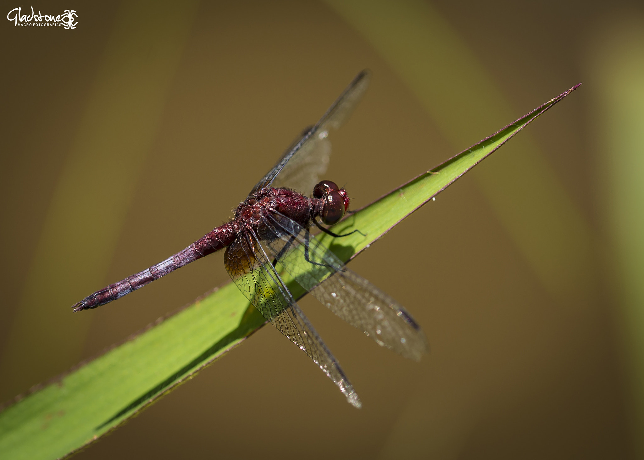 Sigma 105mm F2.8 EX DG OS HSM sample photo. Ton photography