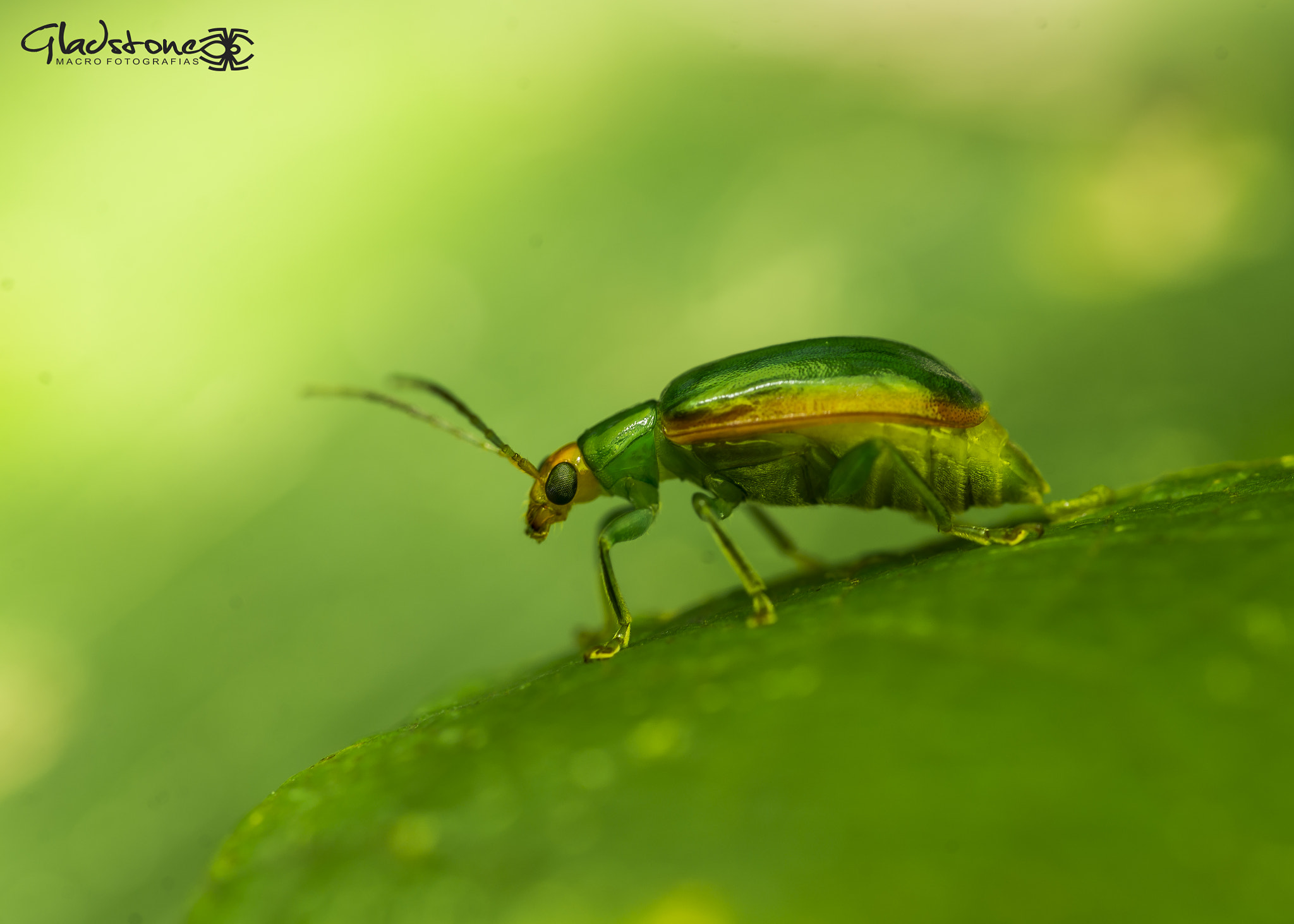 Sigma 105mm F2.8 EX DG OS HSM sample photo. Ton photography