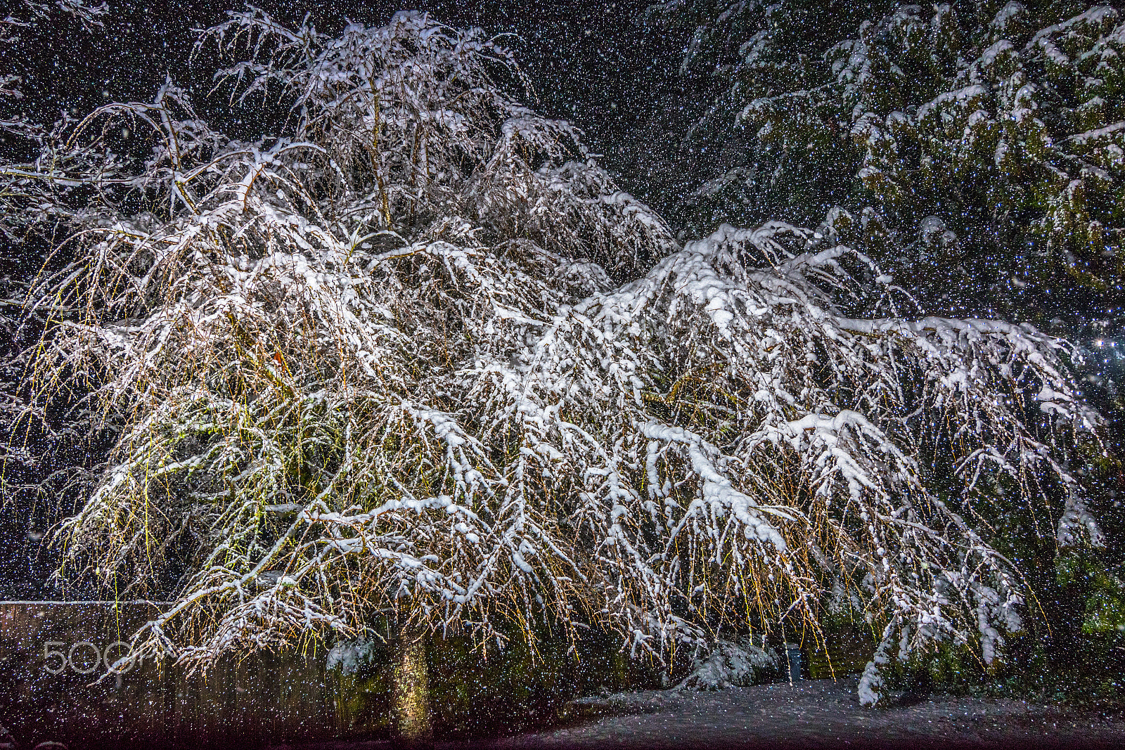 Nikon D5500 sample photo. Willow in winter photography