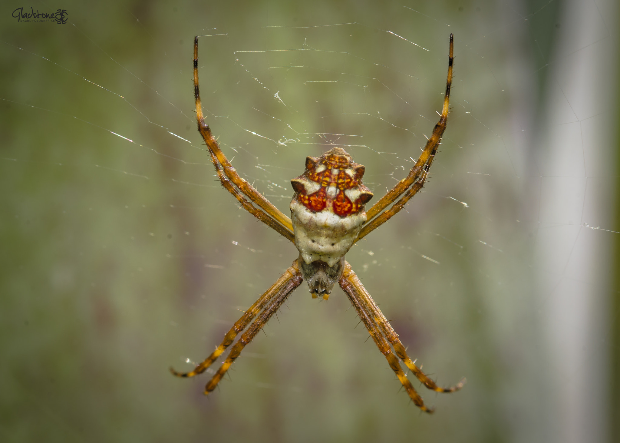 Sigma 105mm F2.8 EX DG OS HSM sample photo. Spider photography