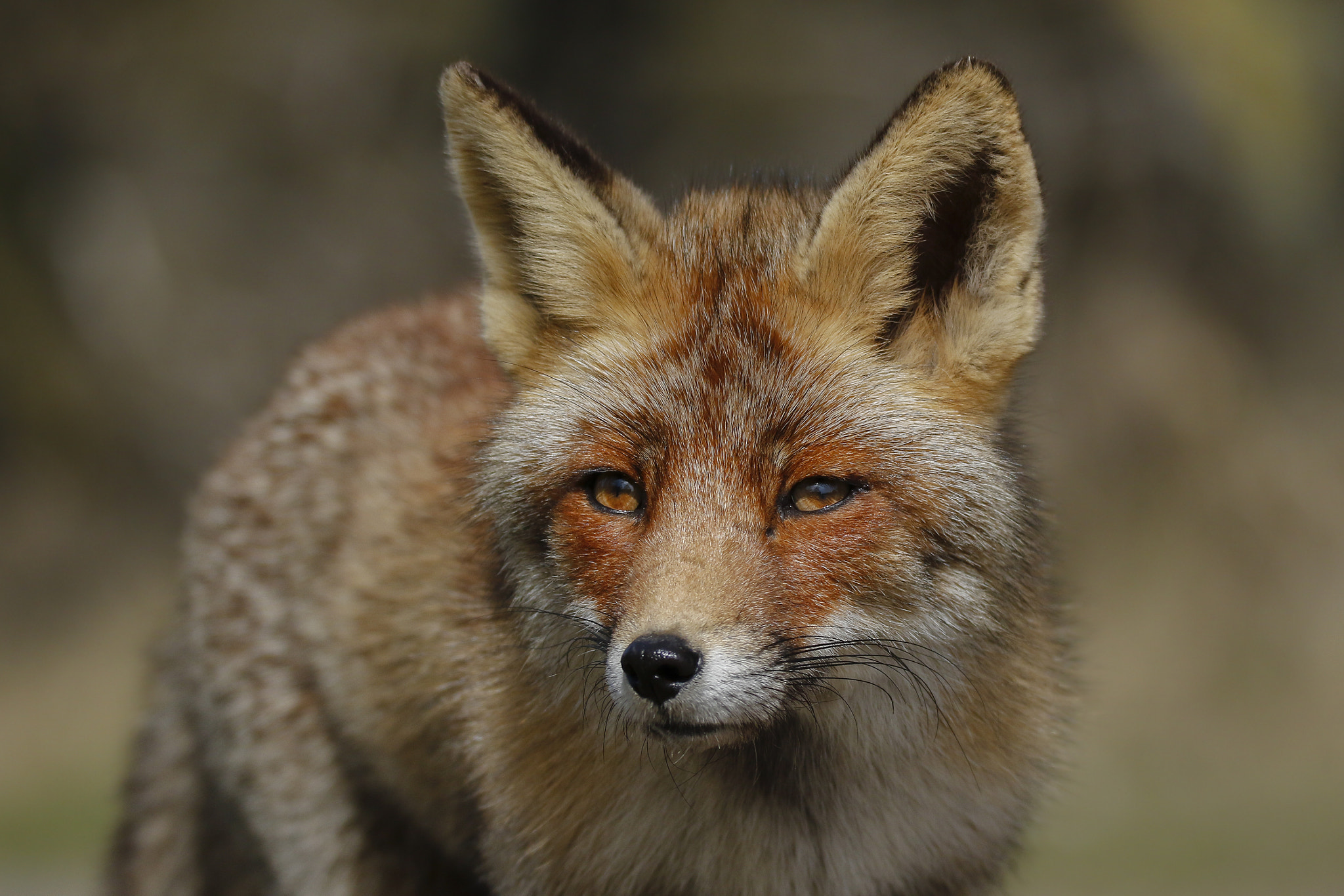 Sigma 150-600mm F5-6.3 DG OS HSM | C sample photo. Old red fox photography