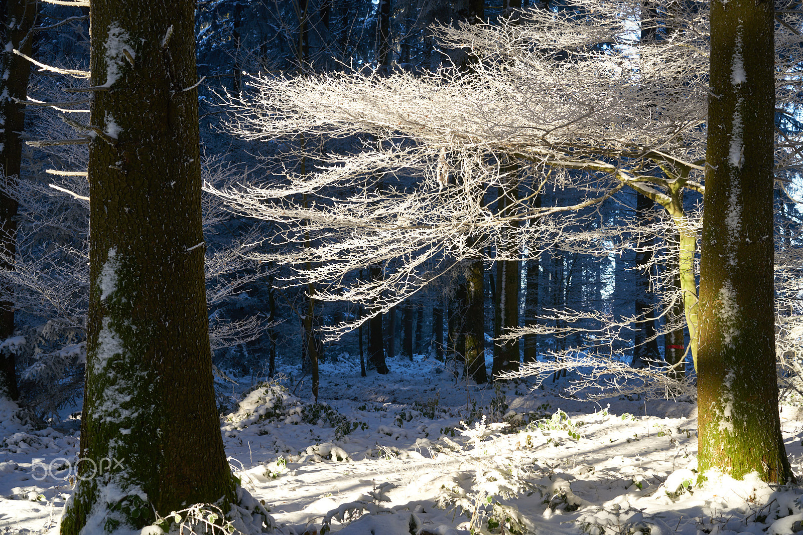 Sony Sonnar T* FE 55mm F1.8 ZA sample photo. Frosty beech photography
