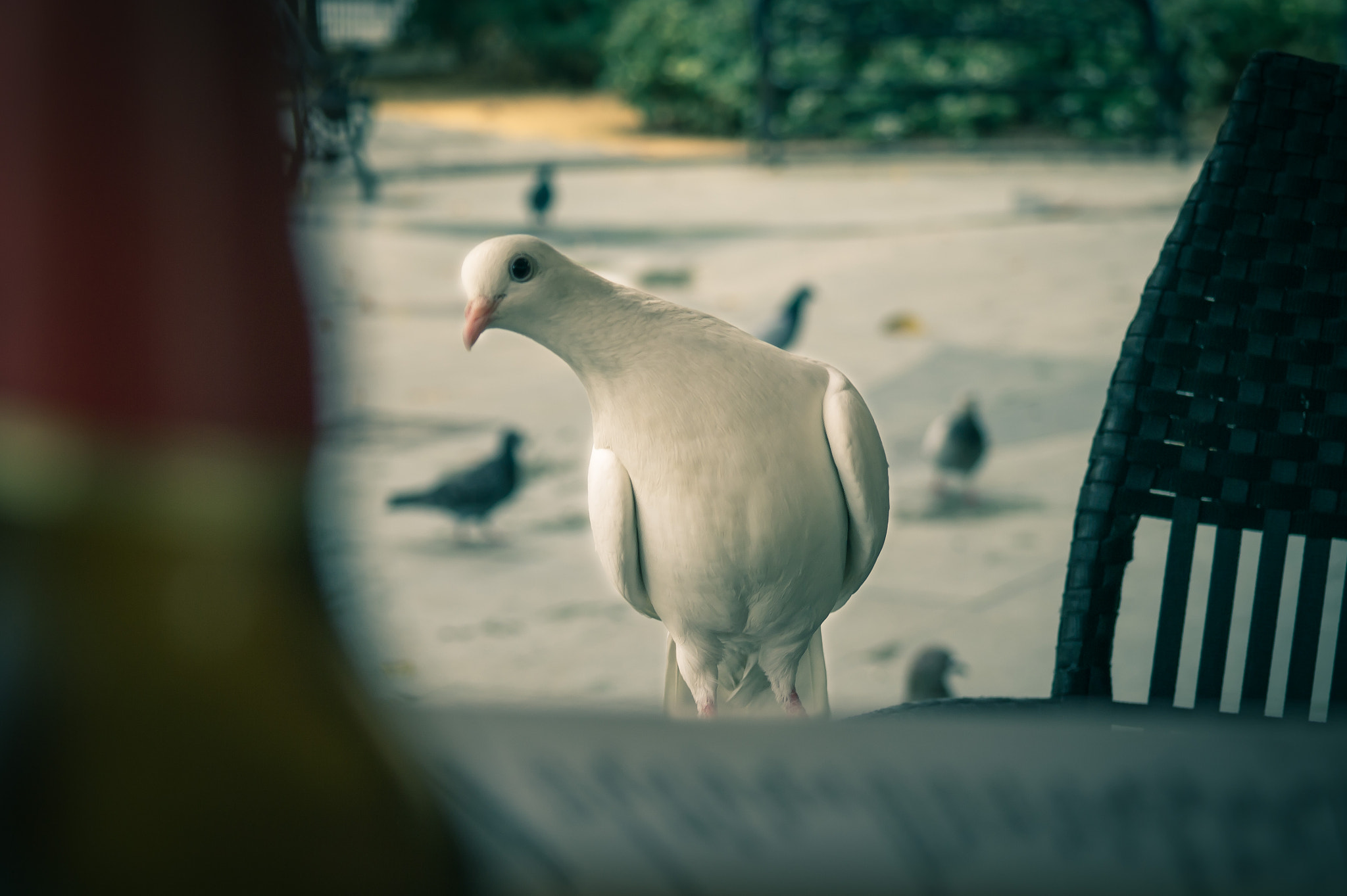 Samsung NX 18-55mm F3.5-5.6 OIS sample photo. Pigeon photography