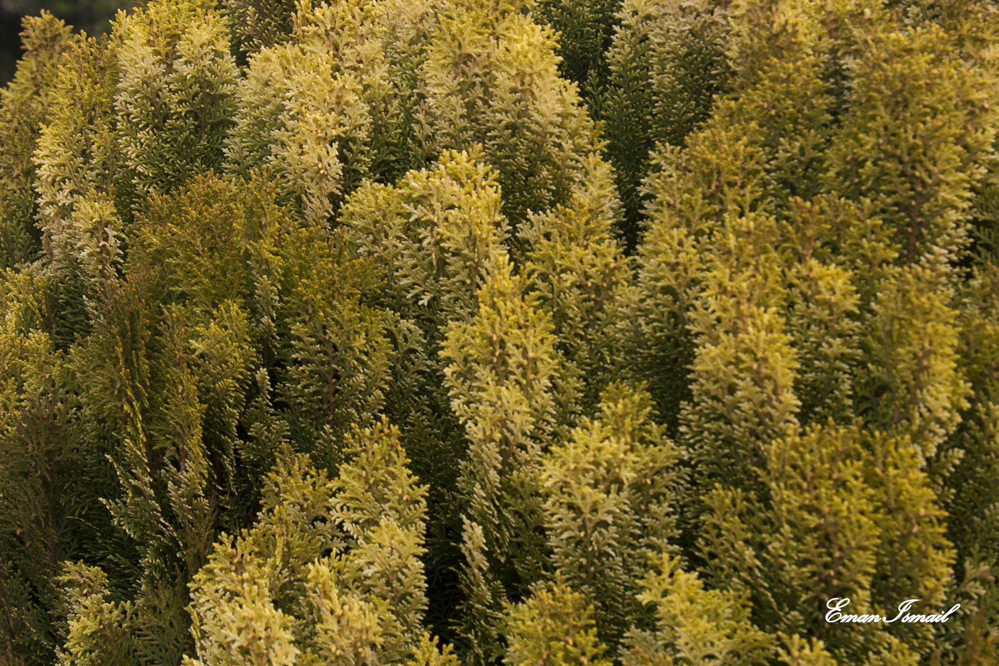 Canon EF 28-135mm F3.5-5.6 IS USM sample photo. Img photography