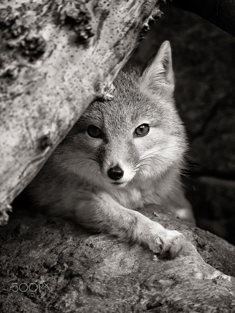 Olympus OM-D E-M10 II sample photo. Swift fox photography