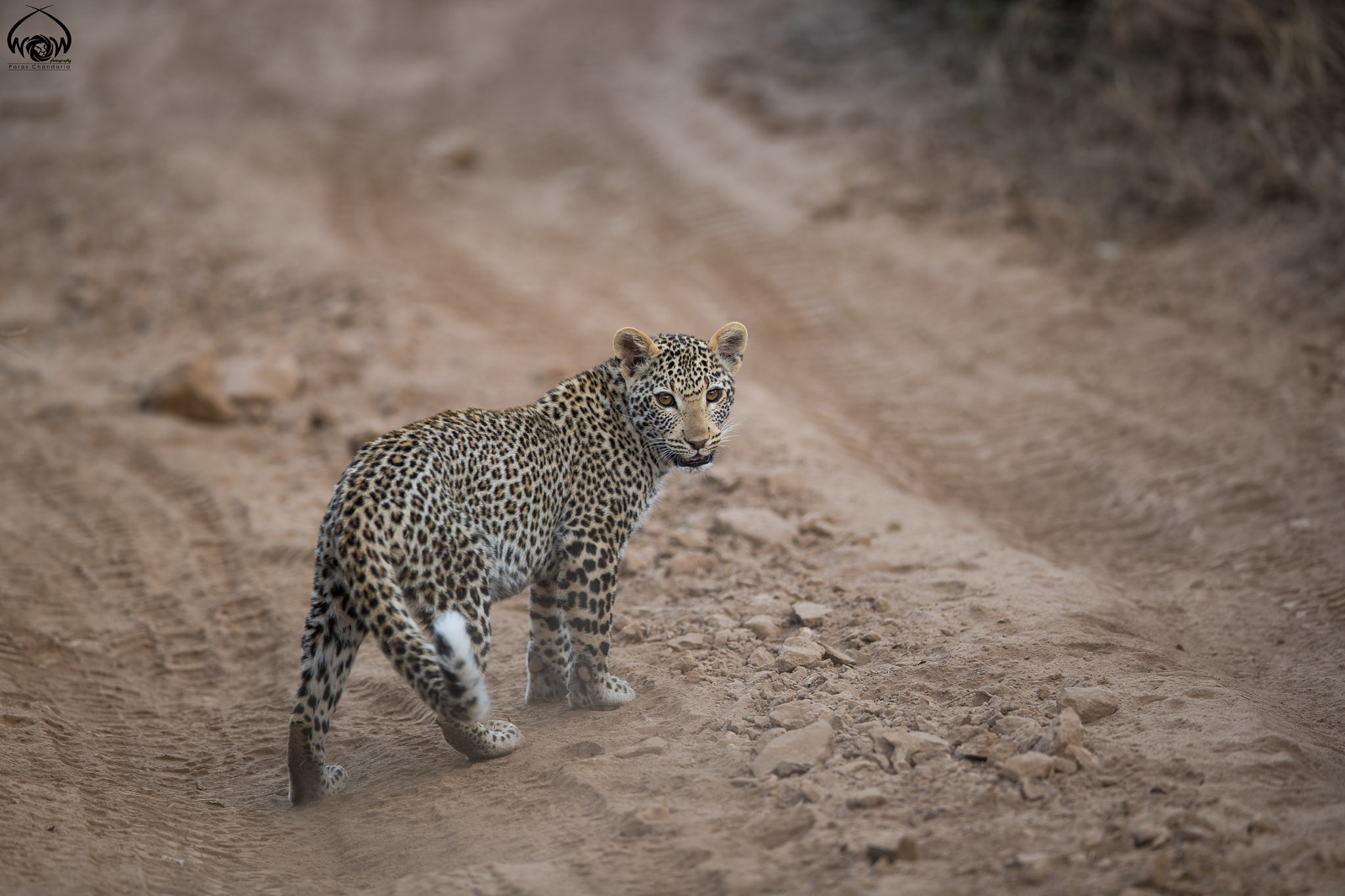 Canon EF 400mm F2.8L IS II USM sample photo. #06feb2017 #naturewildlife365 #project365 photography