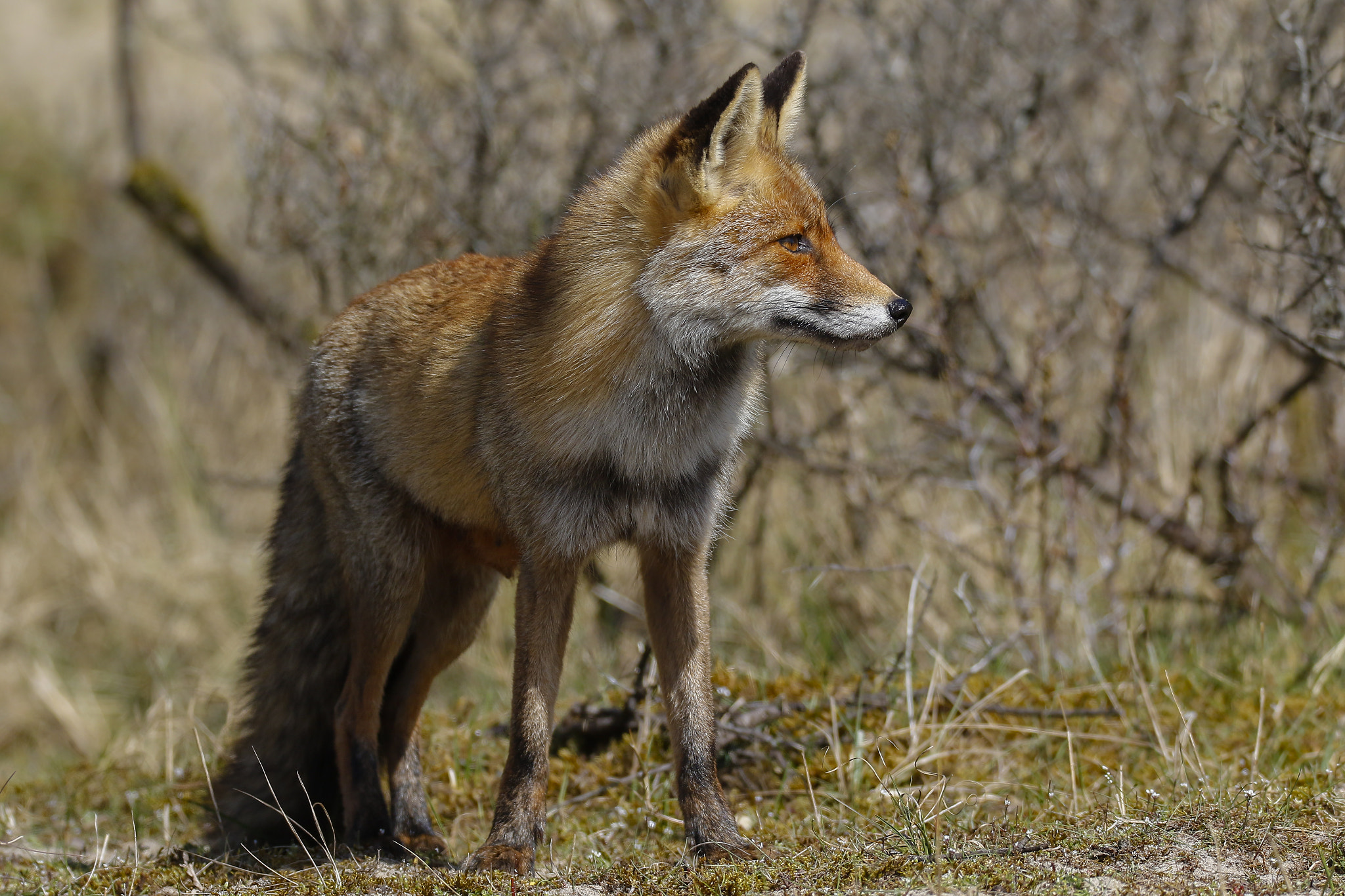 Sigma 150-600mm F5-6.3 DG OS HSM | C sample photo. Red fox photography