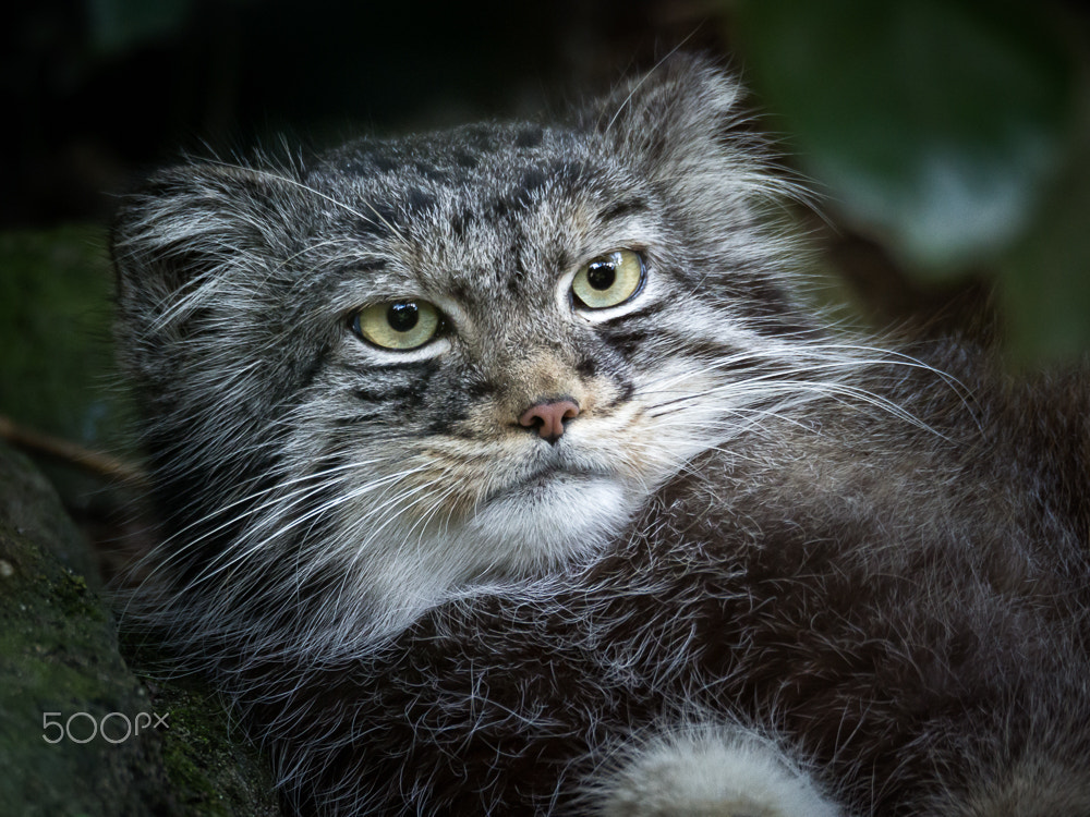 Olympus OM-D E-M10 II sample photo. Pallas's cat or manul photography