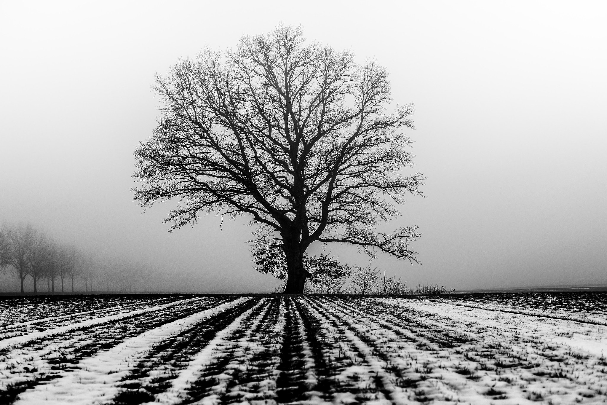 Sony a99 II sample photo. Tree on fog  photography