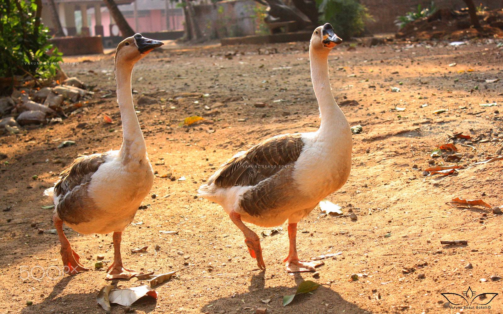 Canon EOS 1000D (EOS Digital Rebel XS / EOS Kiss F) sample photo. The goose march photography