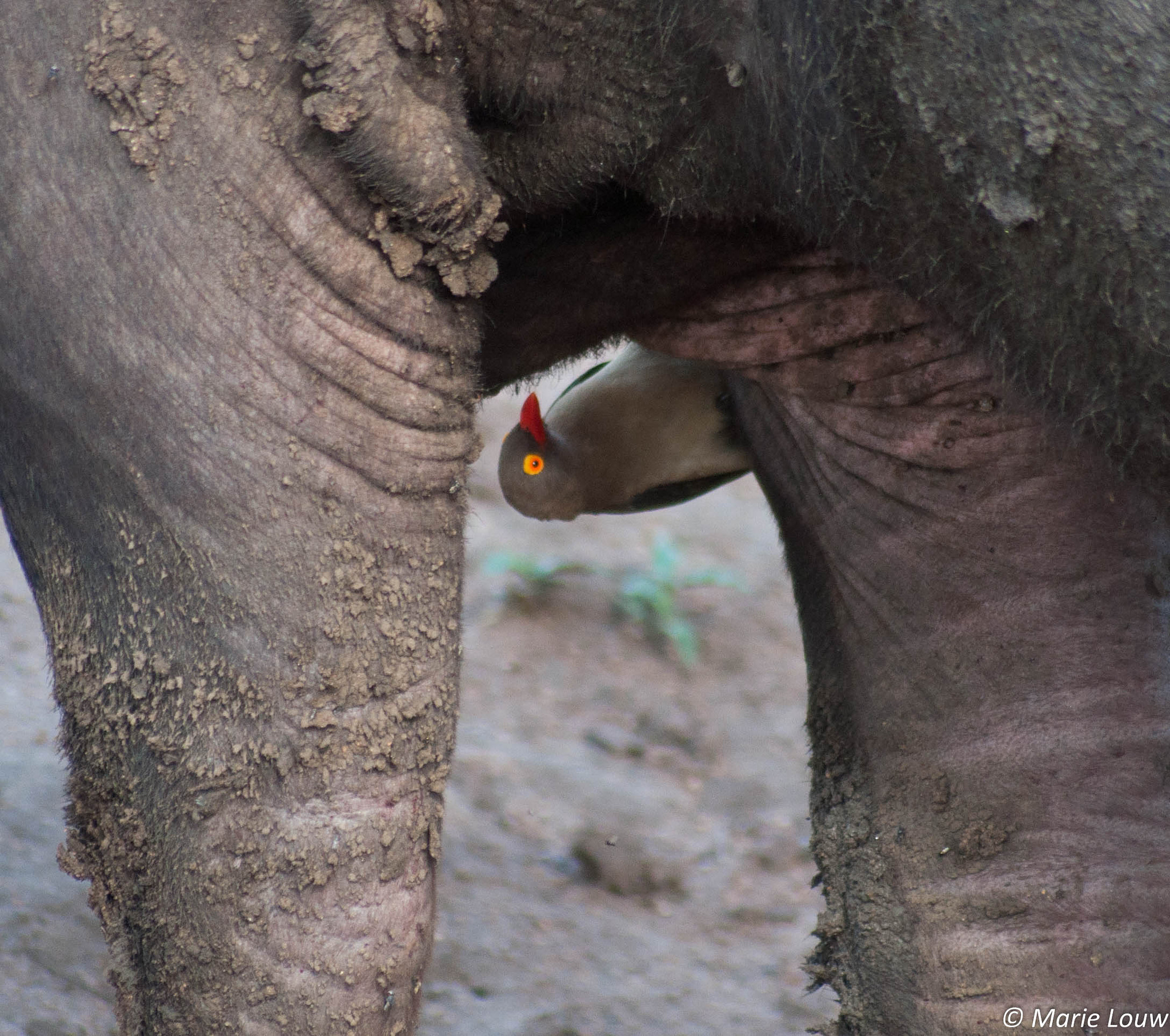 Sigma 70-300mm F4-5.6 APO DG Macro sample photo. Red billed oxpecker photography