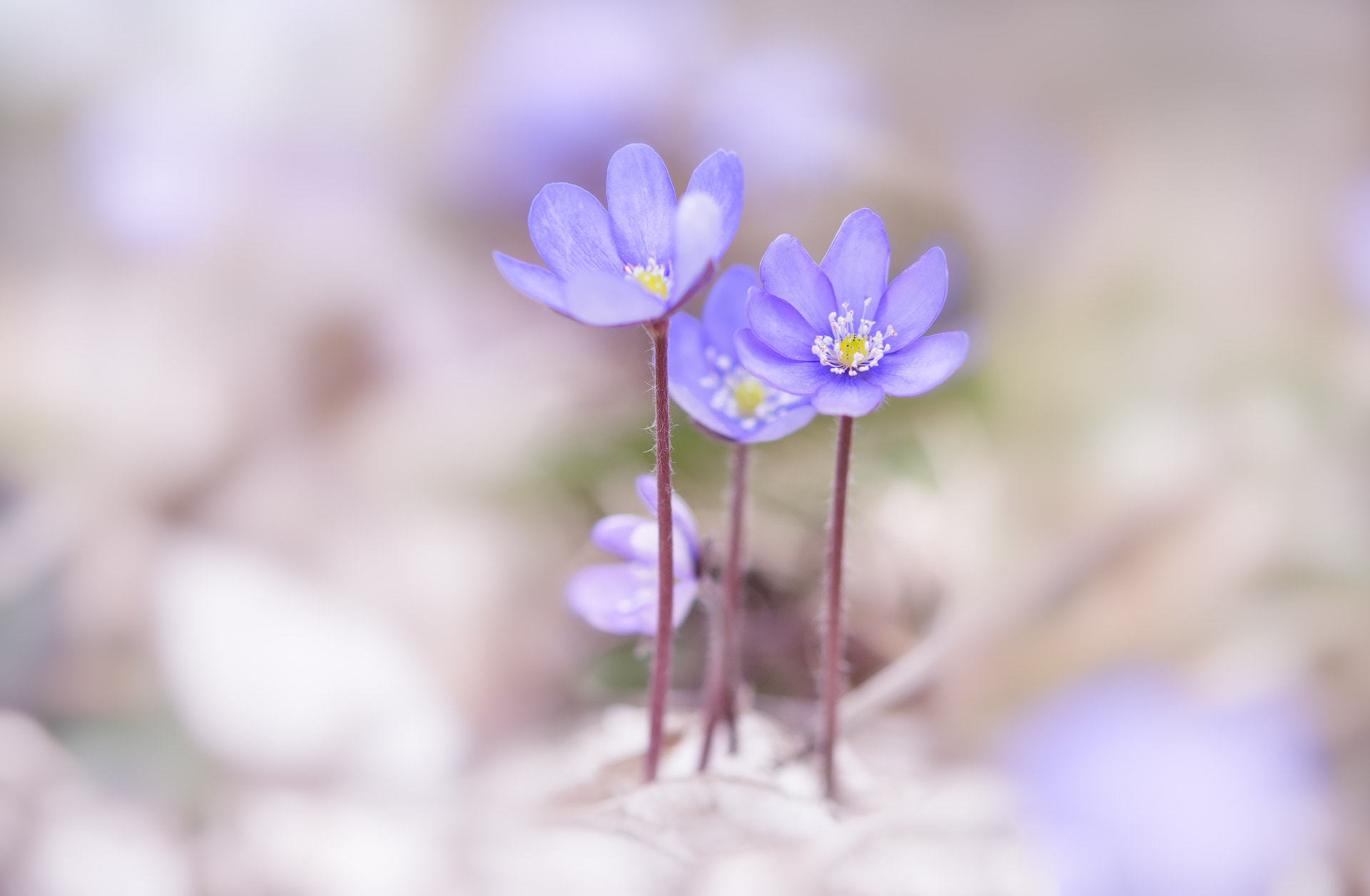 Nikon AF-S Micro-Nikkor 60mm F2.8G ED sample photo. Leberblümchen photography