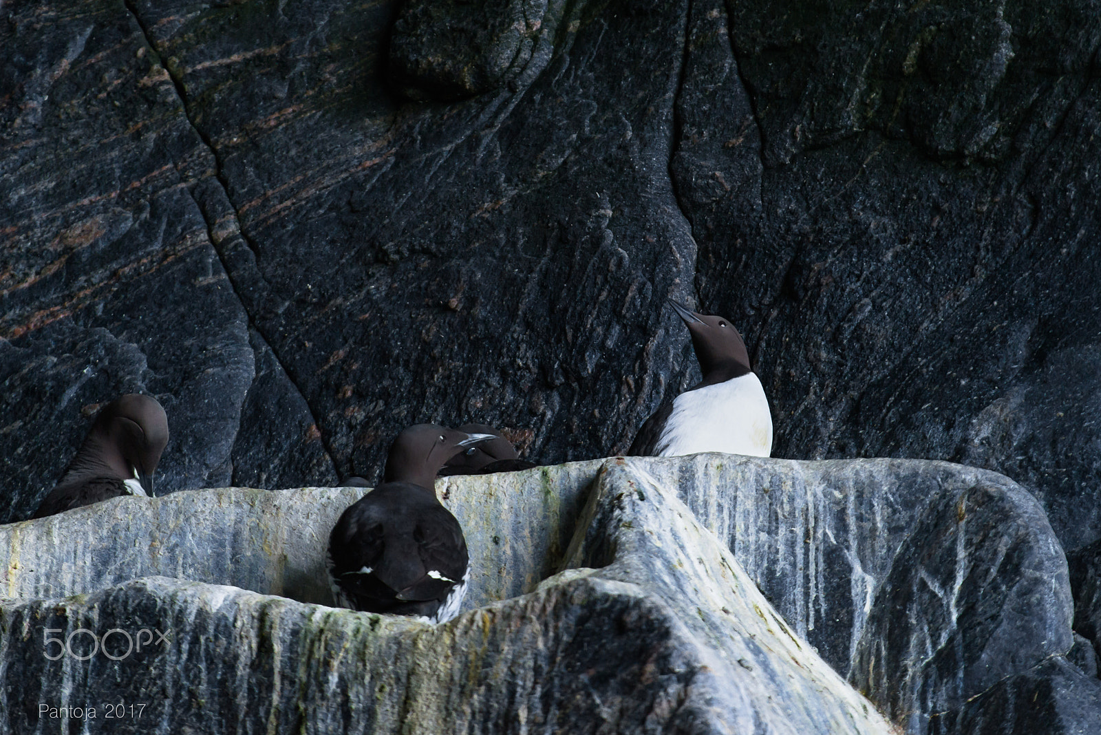 Nikon AF-S Nikkor 200-500mm F5.6E ED VR sample photo. Guillemot's photography