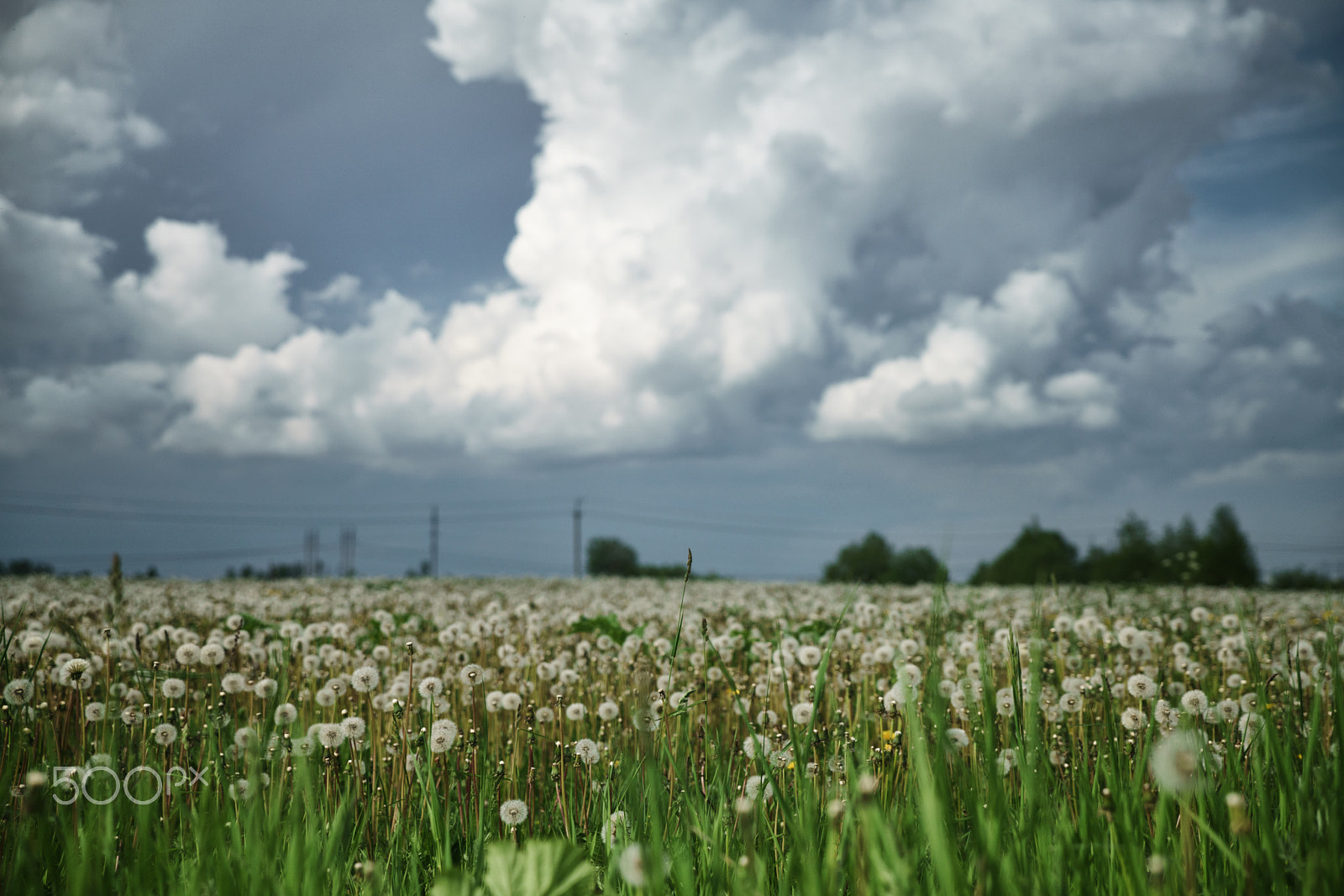 Sony a7R II + 24-70mm F2.8 G SSM OSS sample photo. Dramatic sky over dandelion fields photography