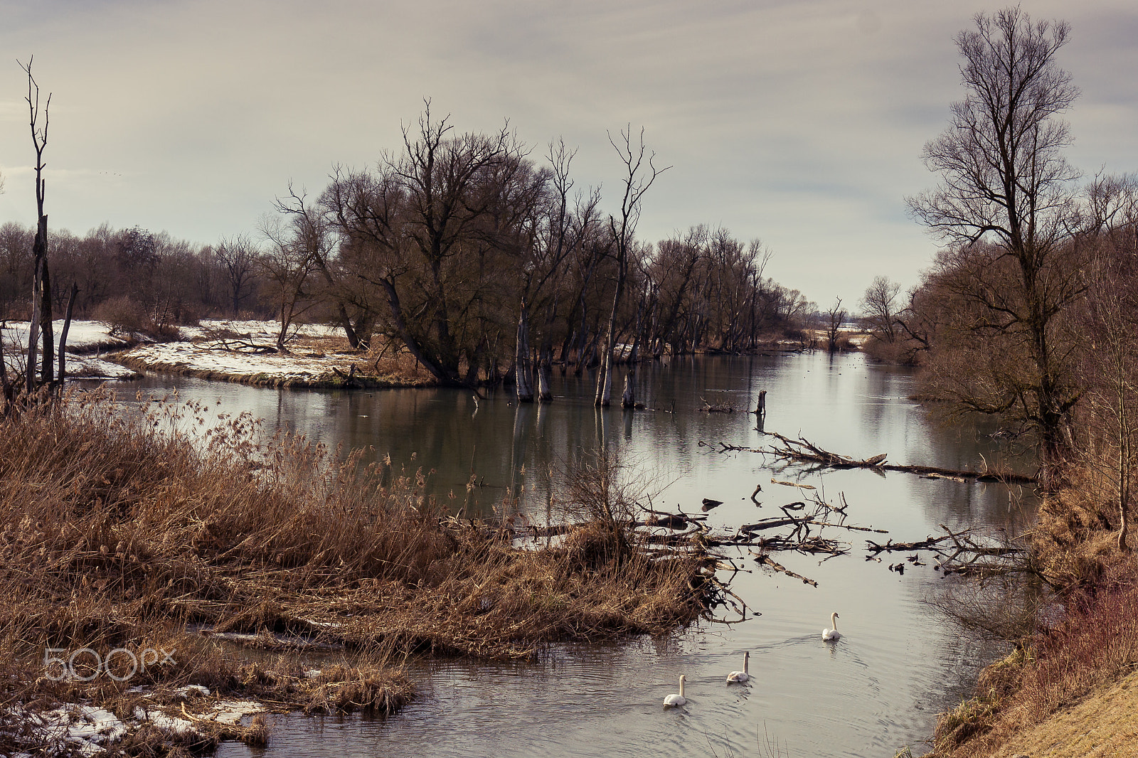 Sony Alpha DSLR-A500 + Sony DT 16-105mm F3.5-5.6 sample photo. Swans photography