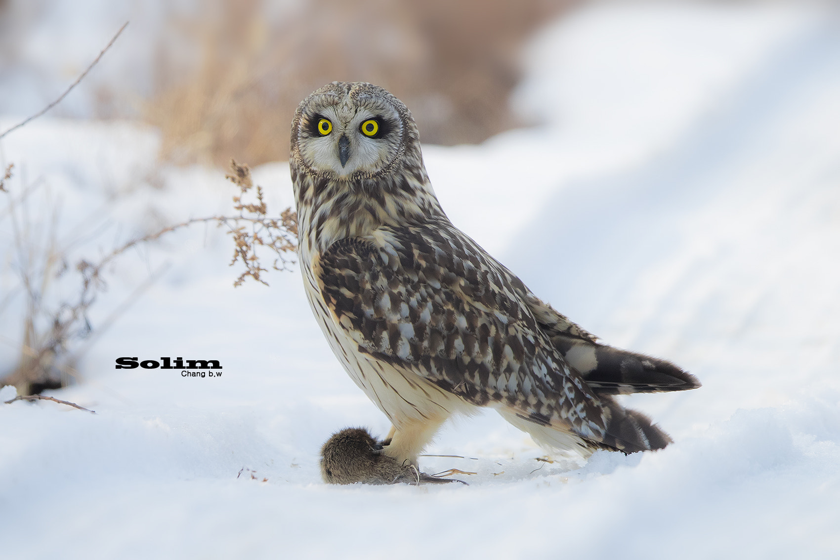 Canon EF 600mm F4L IS II USM sample photo. Short-eared owl~~~ photography