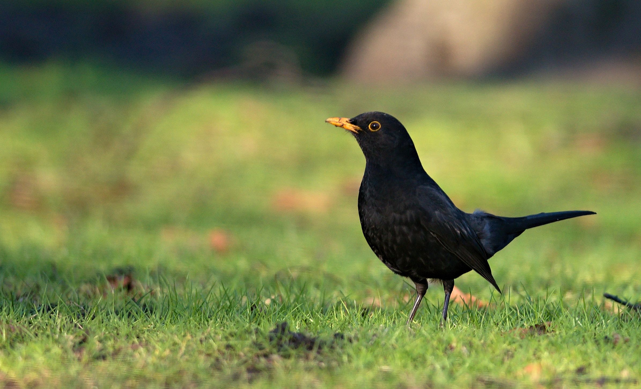 Nikon D610 + Nikon AF-S Nikkor 300mm F4D ED-IF sample photo. Common blackbird photography