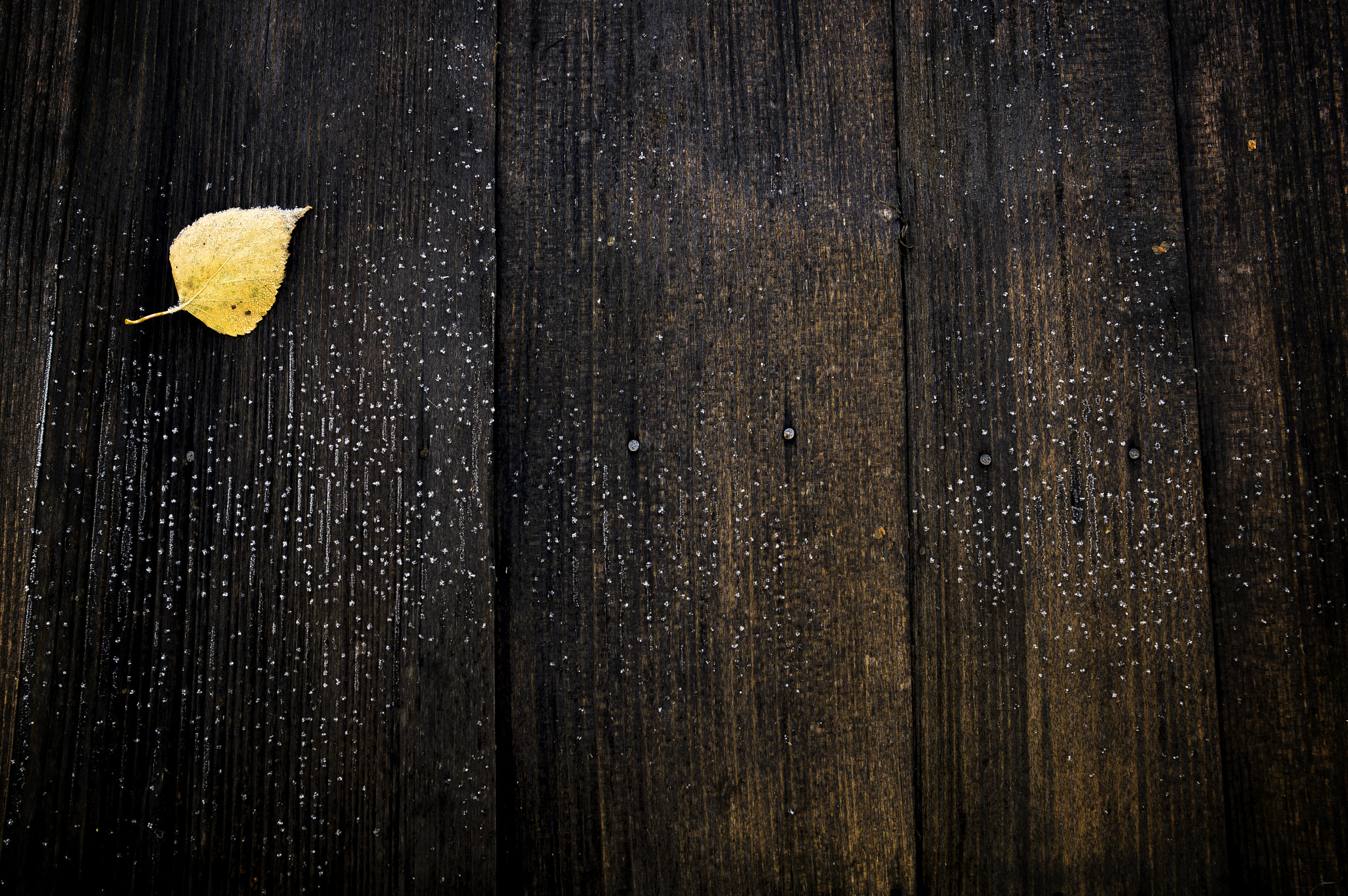 Sony SLT-A57 sample photo. A leaf photography