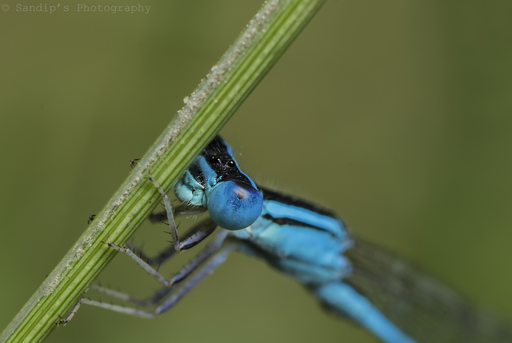 Canon EOS 600D (Rebel EOS T3i / EOS Kiss X5) + Tamron SP AF 90mm F2.8 Di Macro sample photo. Triangle.... photography