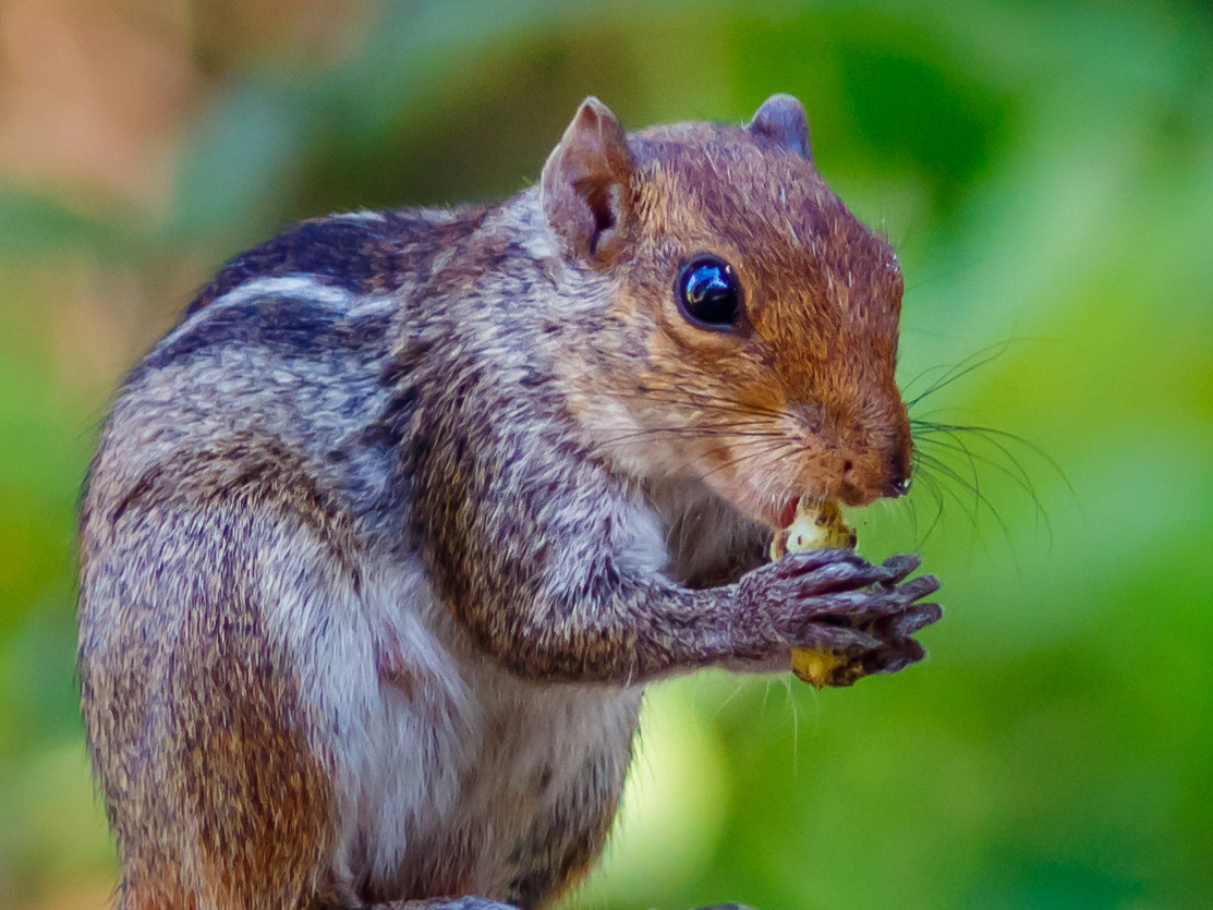 Canon EOS 700D (EOS Rebel T5i / EOS Kiss X7i) + Canon EF 300mm F4L IS USM sample photo. Squirrel photography