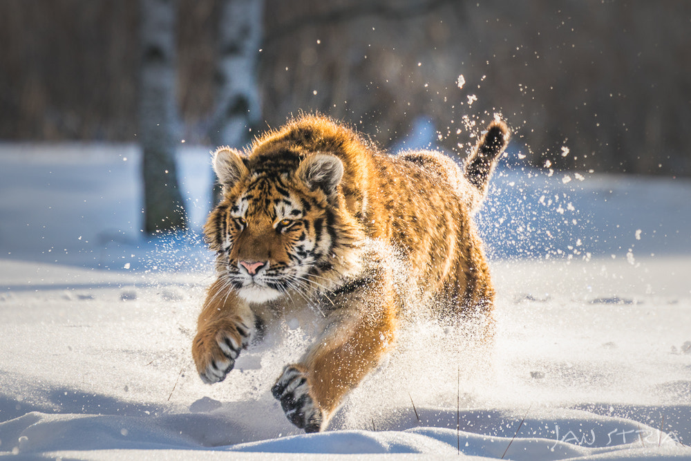 Canon EF 70-300mm F4-5.6L IS USM sample photo. Kitty & snow photography
