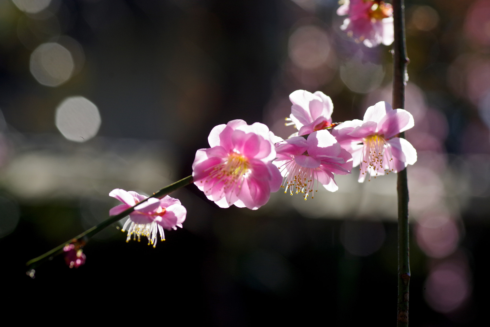 Pentax K-1 + Tamron SP AF 90mm F2.8 Di Macro sample photo. Pink with backlight photography