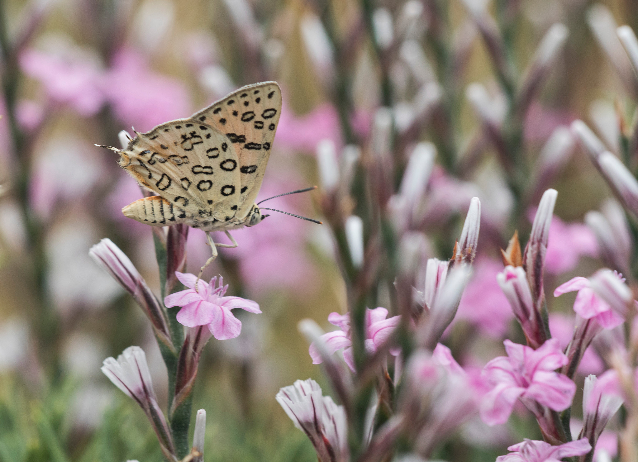 Sigma APO Macro 150mm f/2.8 EX DG HSM sample photo. Beauty photography