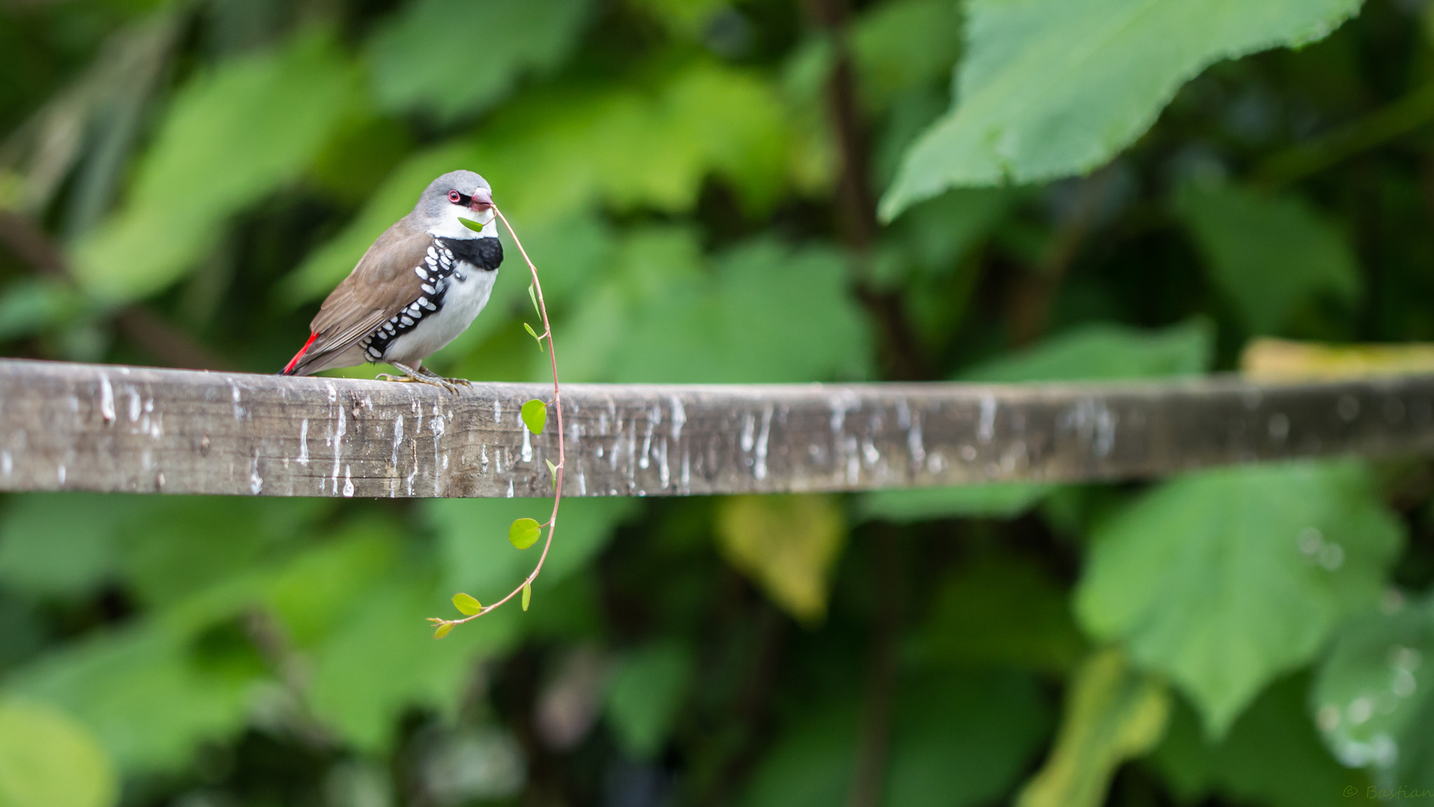 Nikon D3200 sample photo. Tropical bird photography