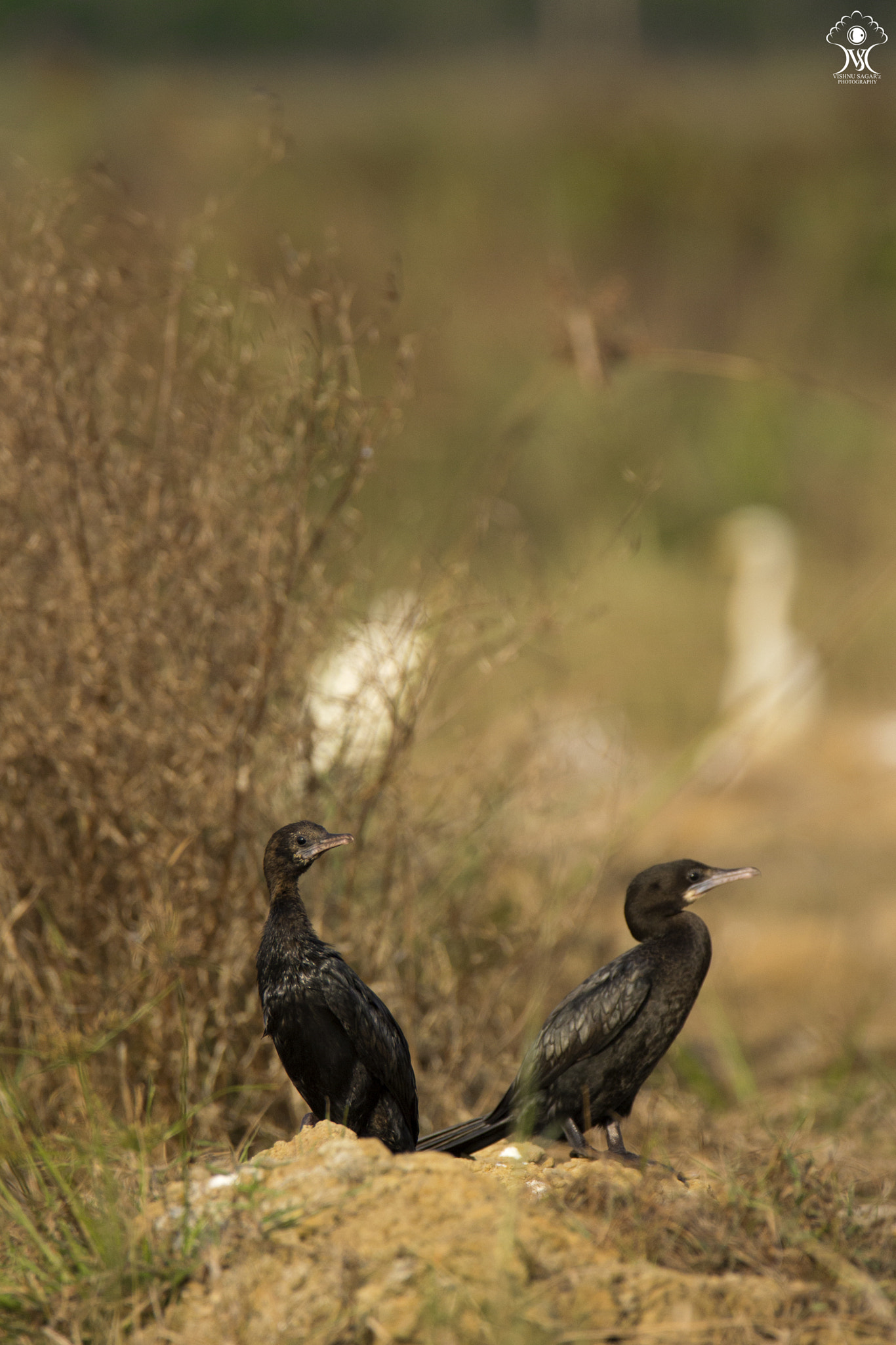 Canon EOS 60D + Tamron SP 150-600mm F5-6.3 Di VC USD sample photo. Indian cormorant photography