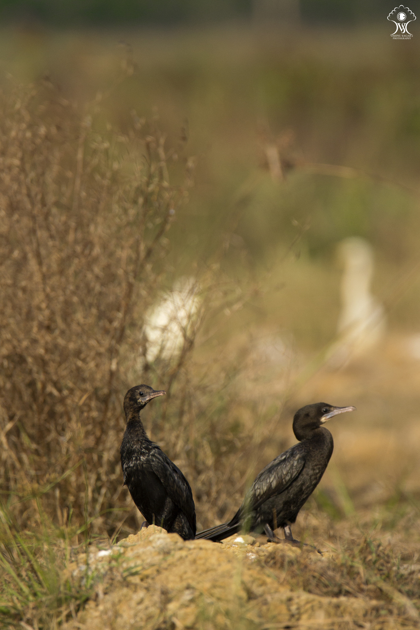 Tamron SP 150-600mm F5-6.3 Di VC USD sample photo. Indian cormorant photography