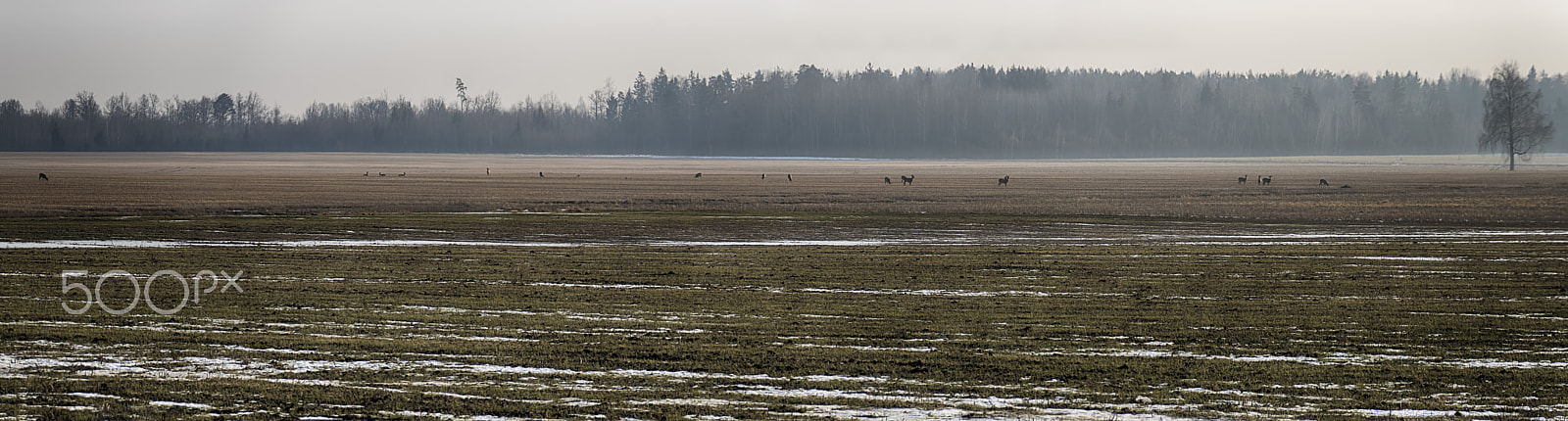 Sony DT 18-200mm F3.5-6.3 sample photo. Deer saturday photography