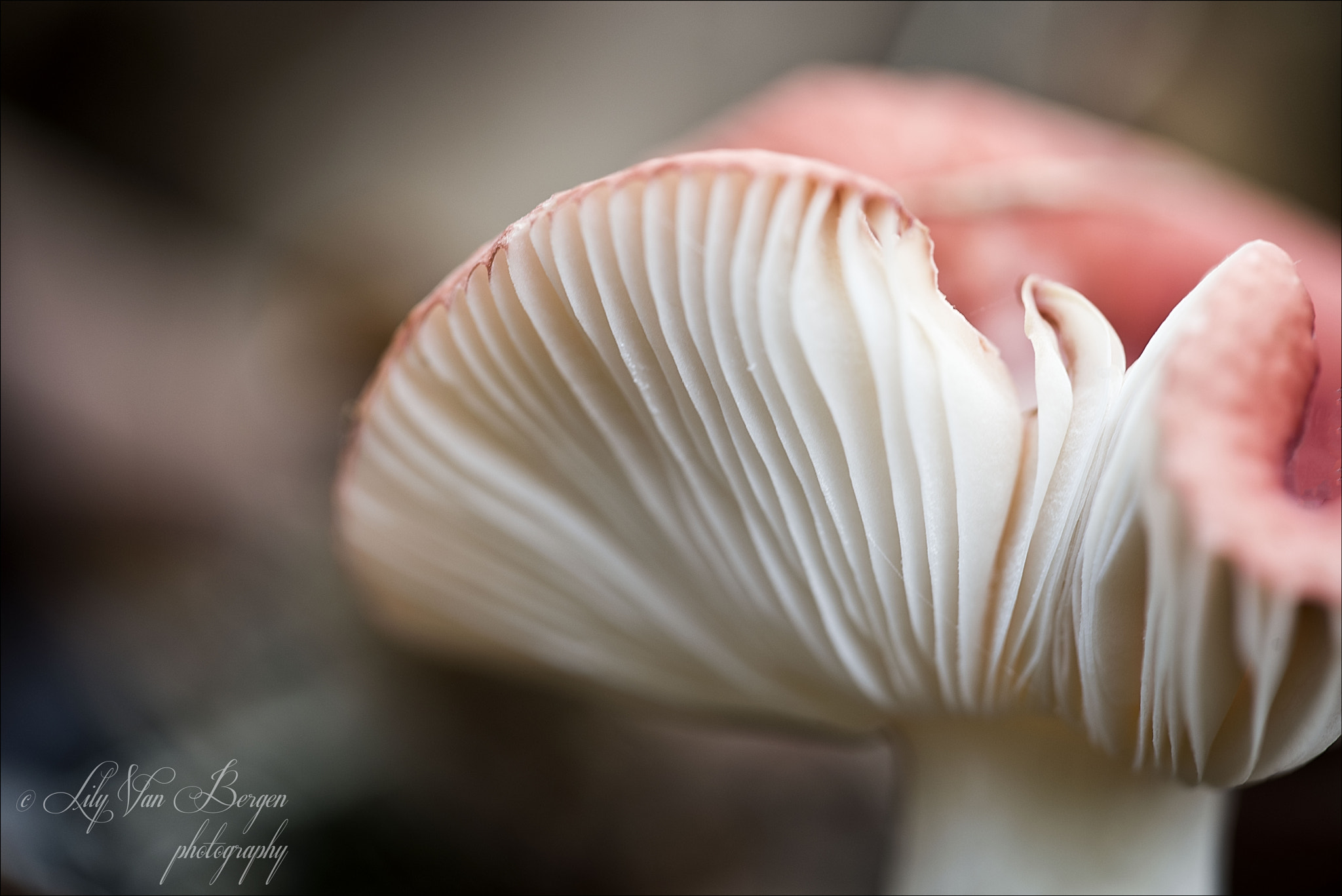 Sigma 150mm F2.8 EX DG Macro HSM sample photo. Pink detail photography