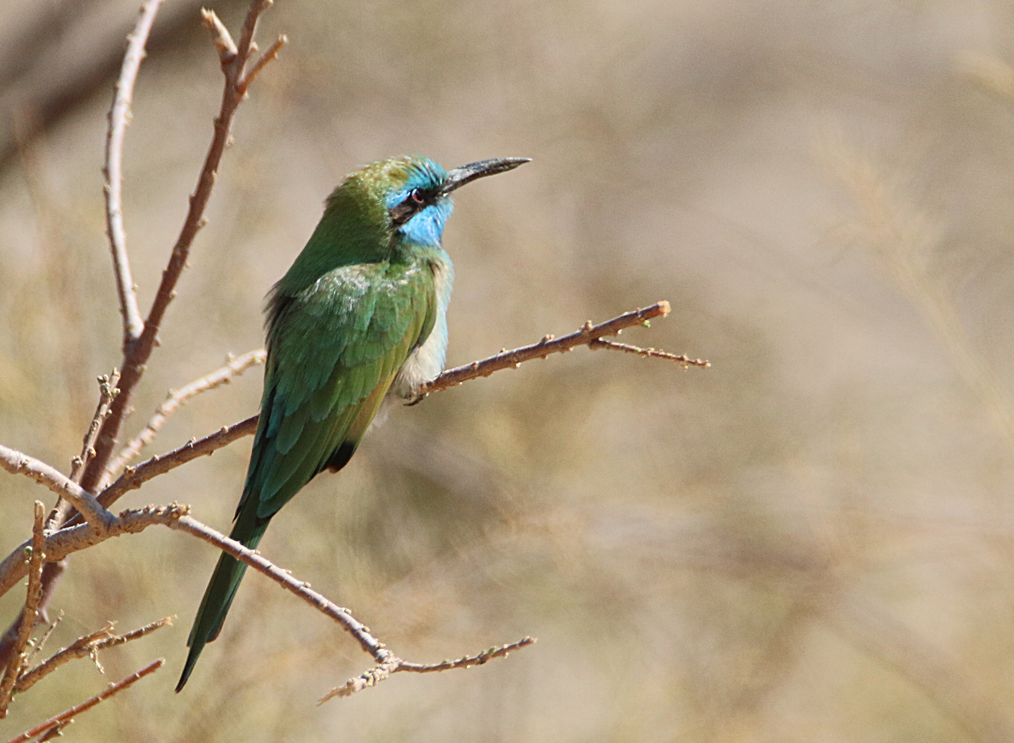 Tamron SP 150-600mm F5-6.3 Di VC USD sample photo. Img photography
