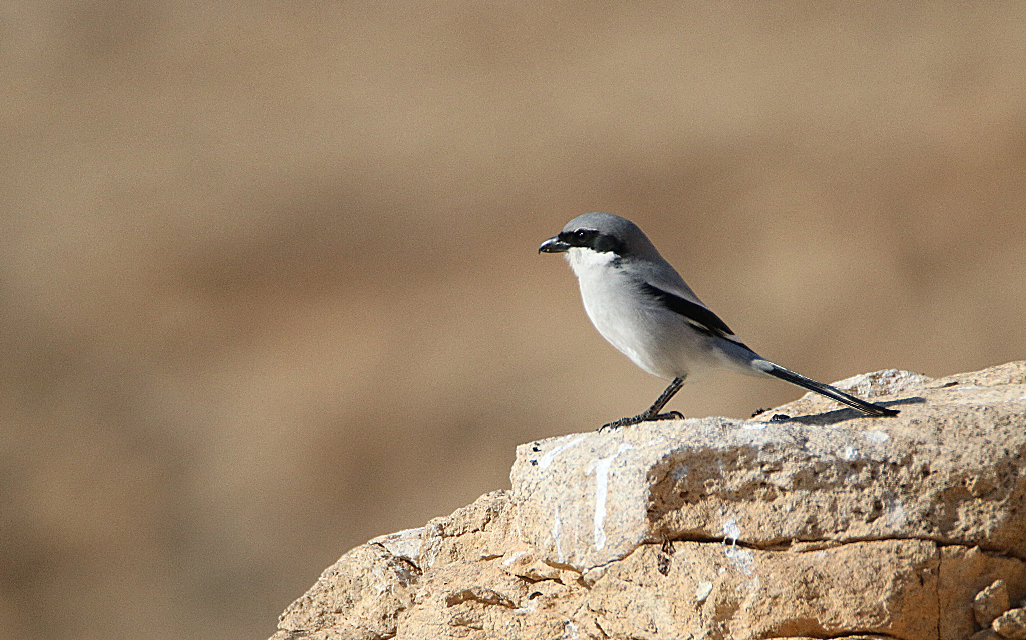 Tamron SP 150-600mm F5-6.3 Di VC USD sample photo. Img photography