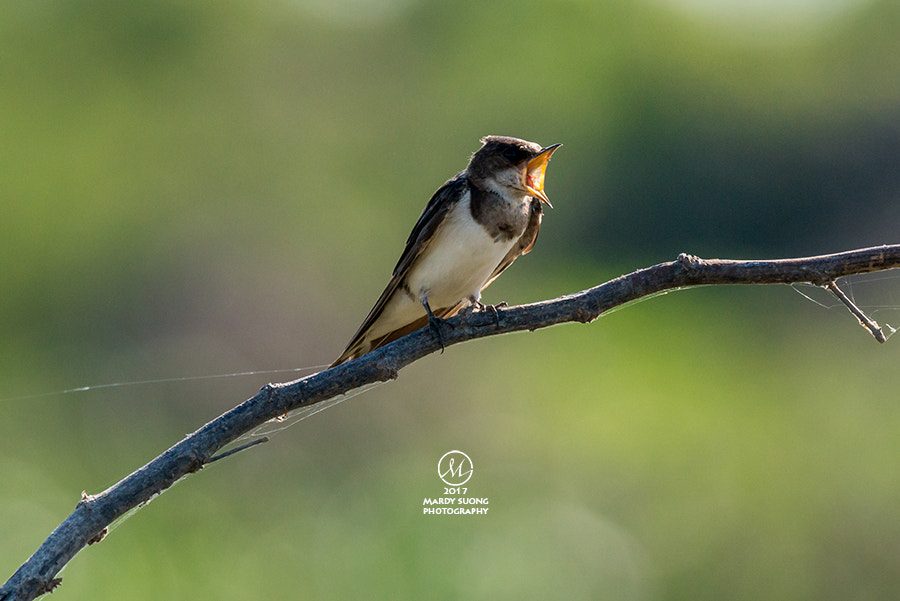 Nikon D800 sample photo. Barn swallow ត្រចៀកកាំ photography
