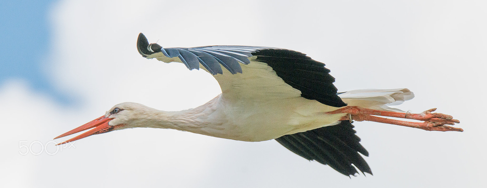 Nikon D800 sample photo. Stork photography
