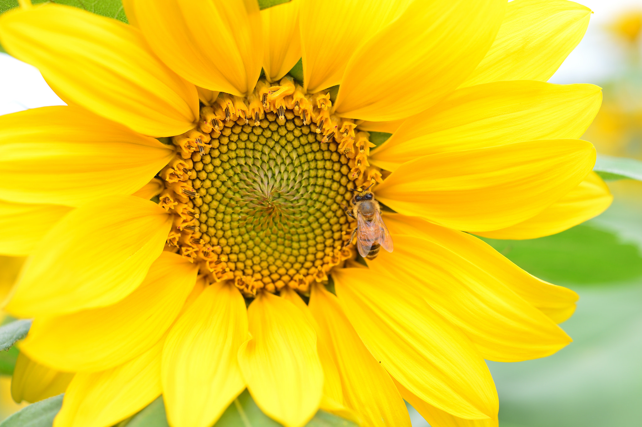 Nikon Df + ZEISS Makro-Planar T* 50mm F2 sample photo. Bee&sunflower photography