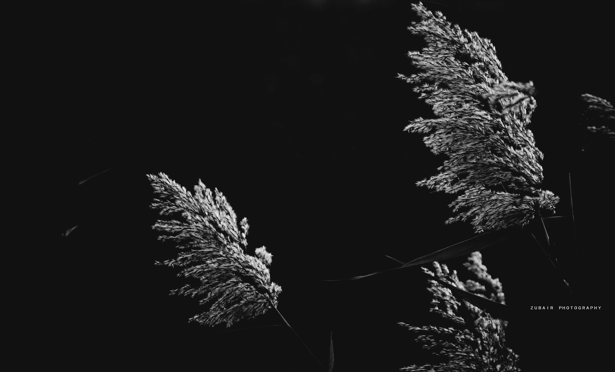 Canon EF-S 55-250mm F4-5.6 IS sample photo. Black photography